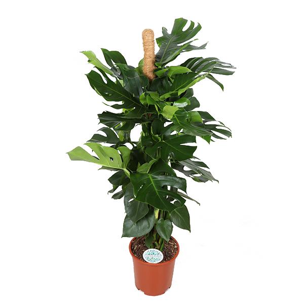 Monstera Deliciosa MOOSSTICK – Ø27cm – ↕150cm