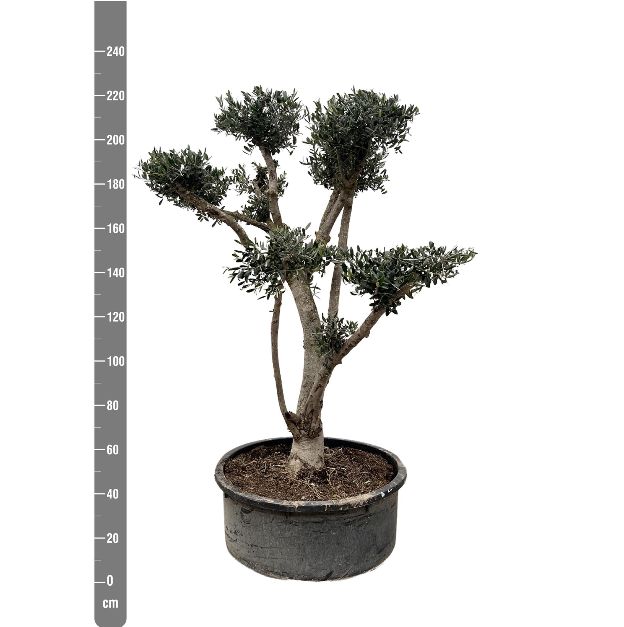 Olea Europaea Pompom - 225cm - Ø80