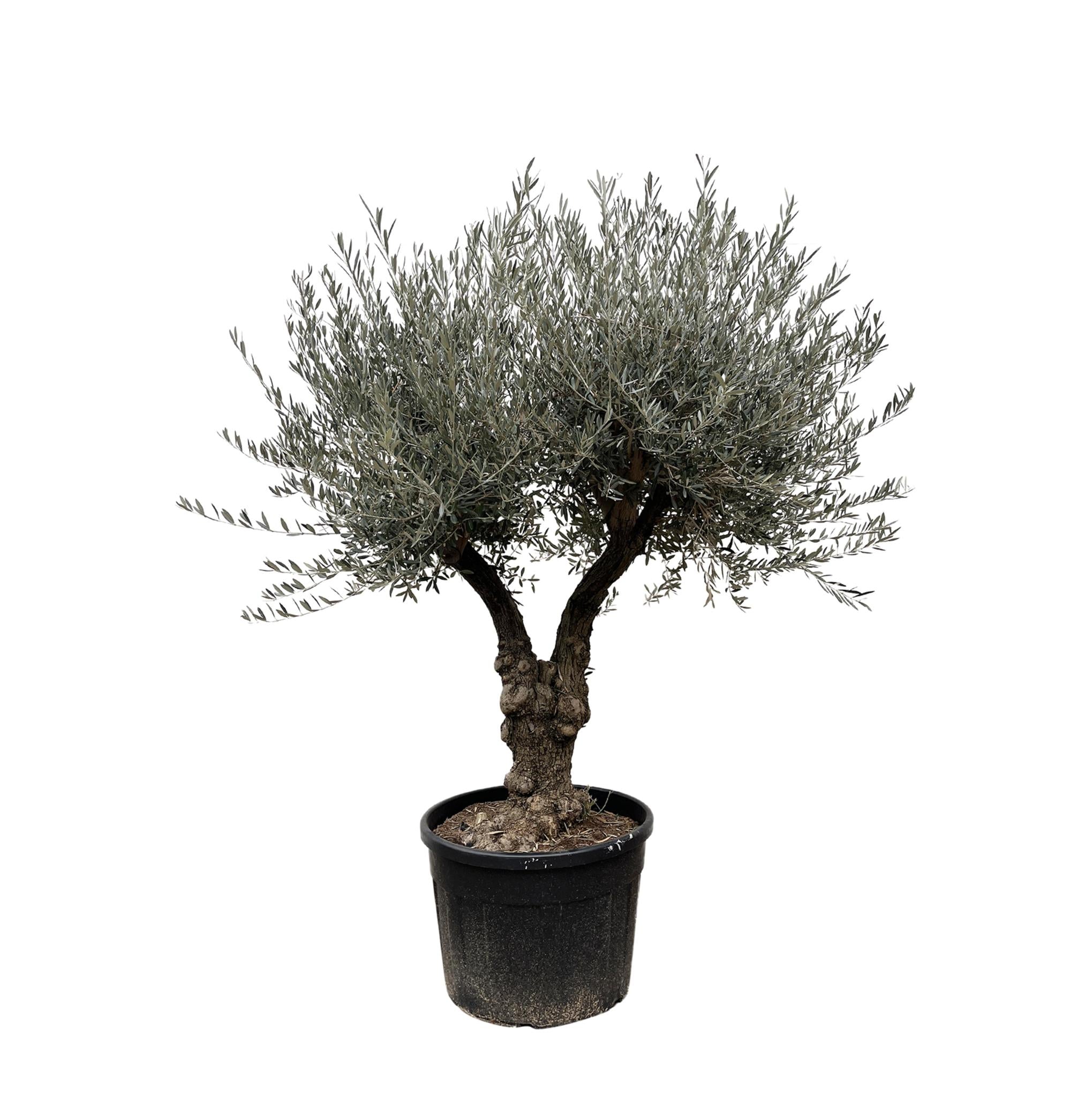 Olea Europaea Bonsai branched - 220cm - Ø50