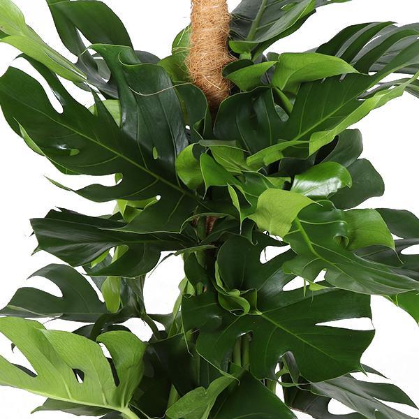 Monstera Deliciosa MOSS STICK Ø27cm ↕150cm in Albury NATURAL basket