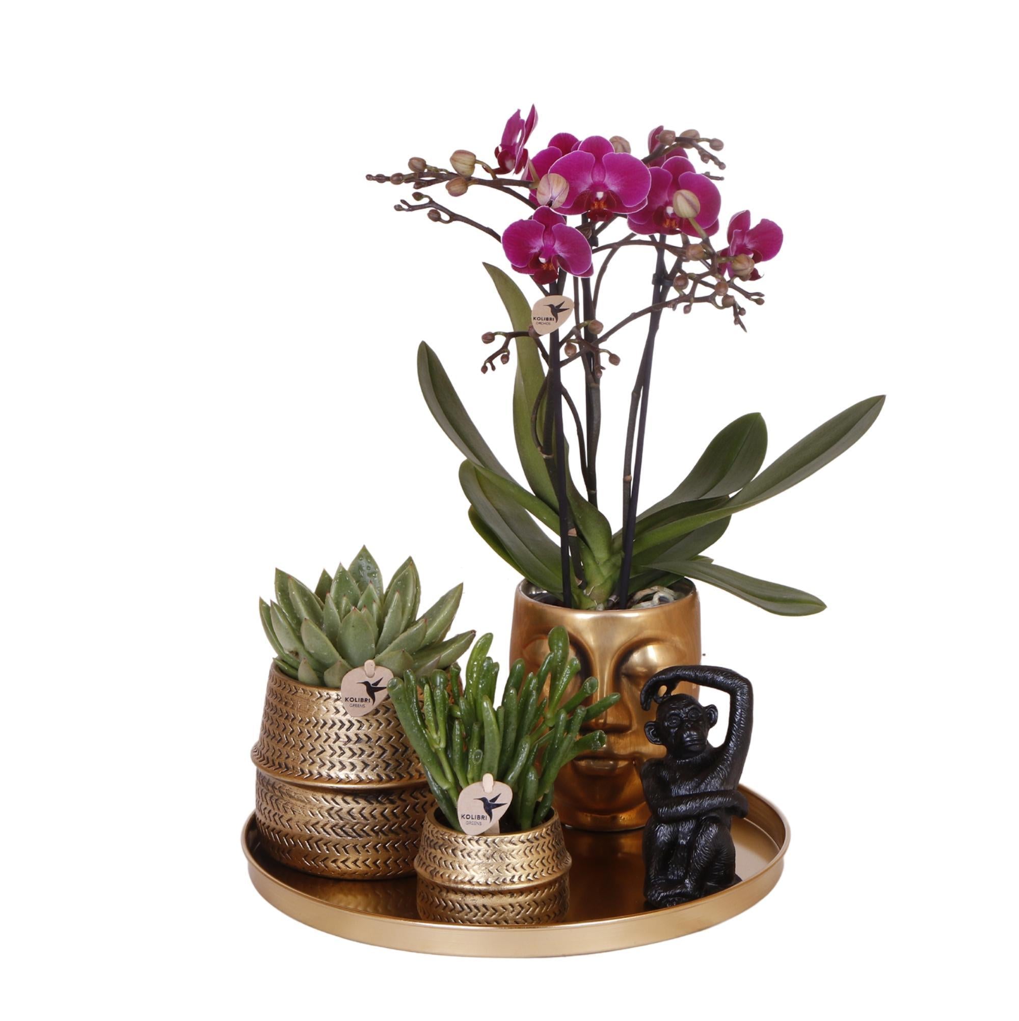 Hummingbird Company | Gift set Hotel Chic | Plant set with purple Phalaenopsis Orchid and Succulents incl. ceramic decorative pots