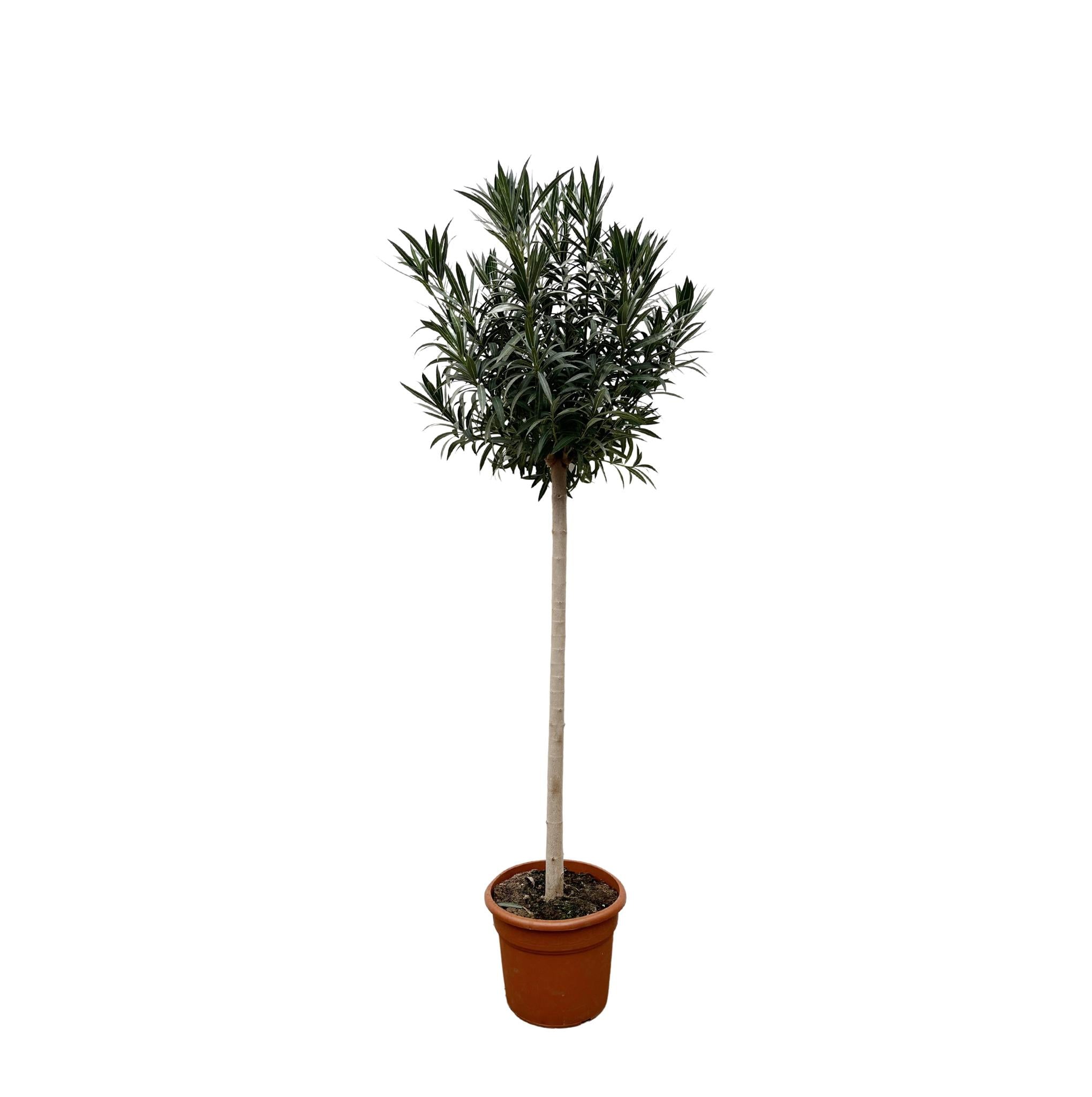 Nerium Oleander on stem with white flower - 170cm - Ø40