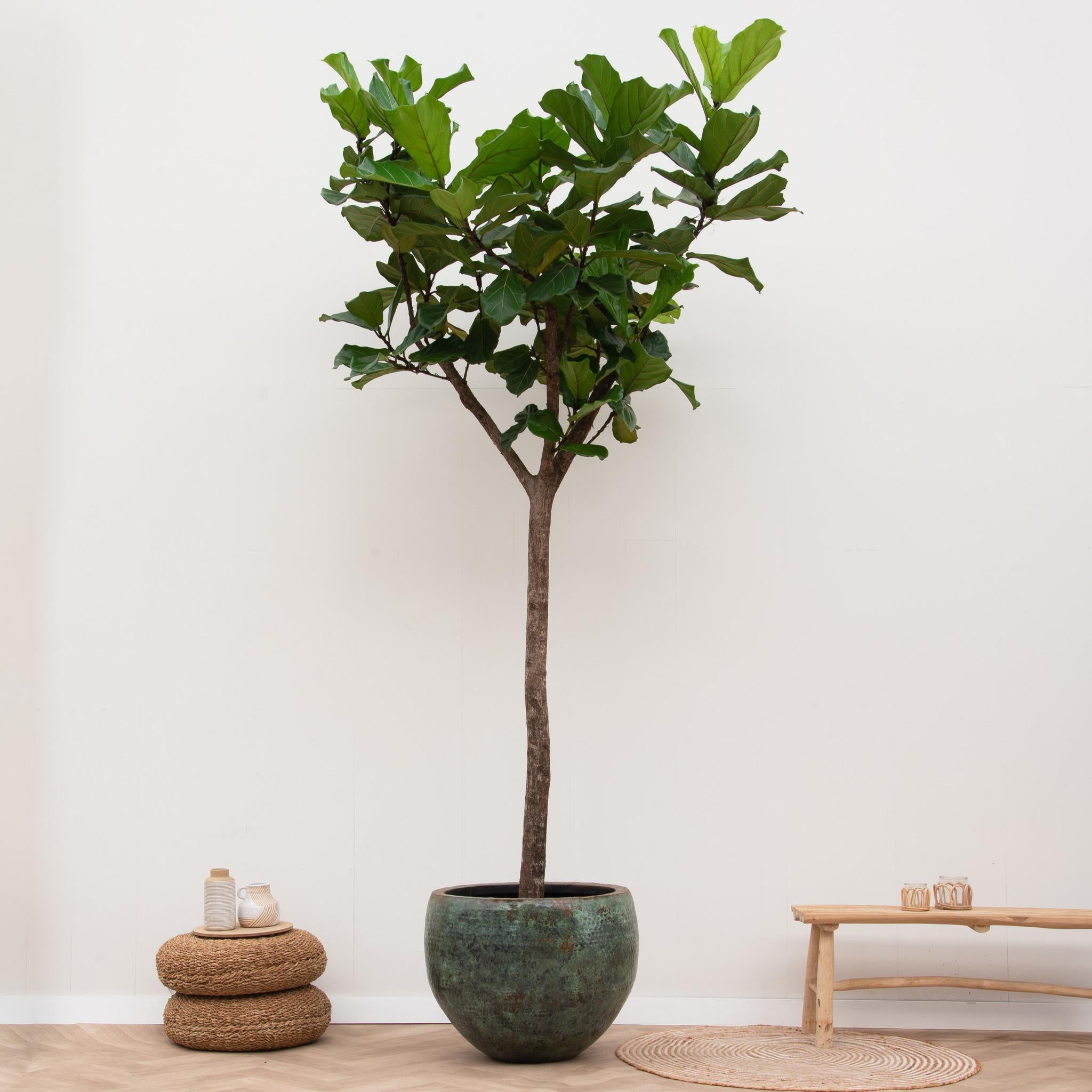 Ficus Lyrata-Baum XXXL – 300 cm – ø55