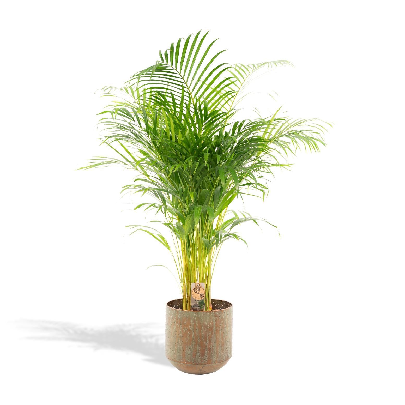 Areca palm with pot - ↨110cm - Ø21cm