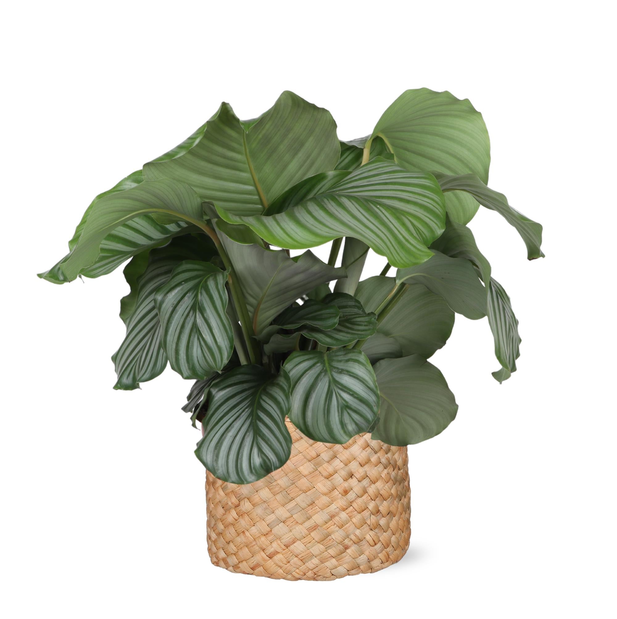 Calathea Orbifolia Ø21cm - ↕70cm in Albury NATURAL basket