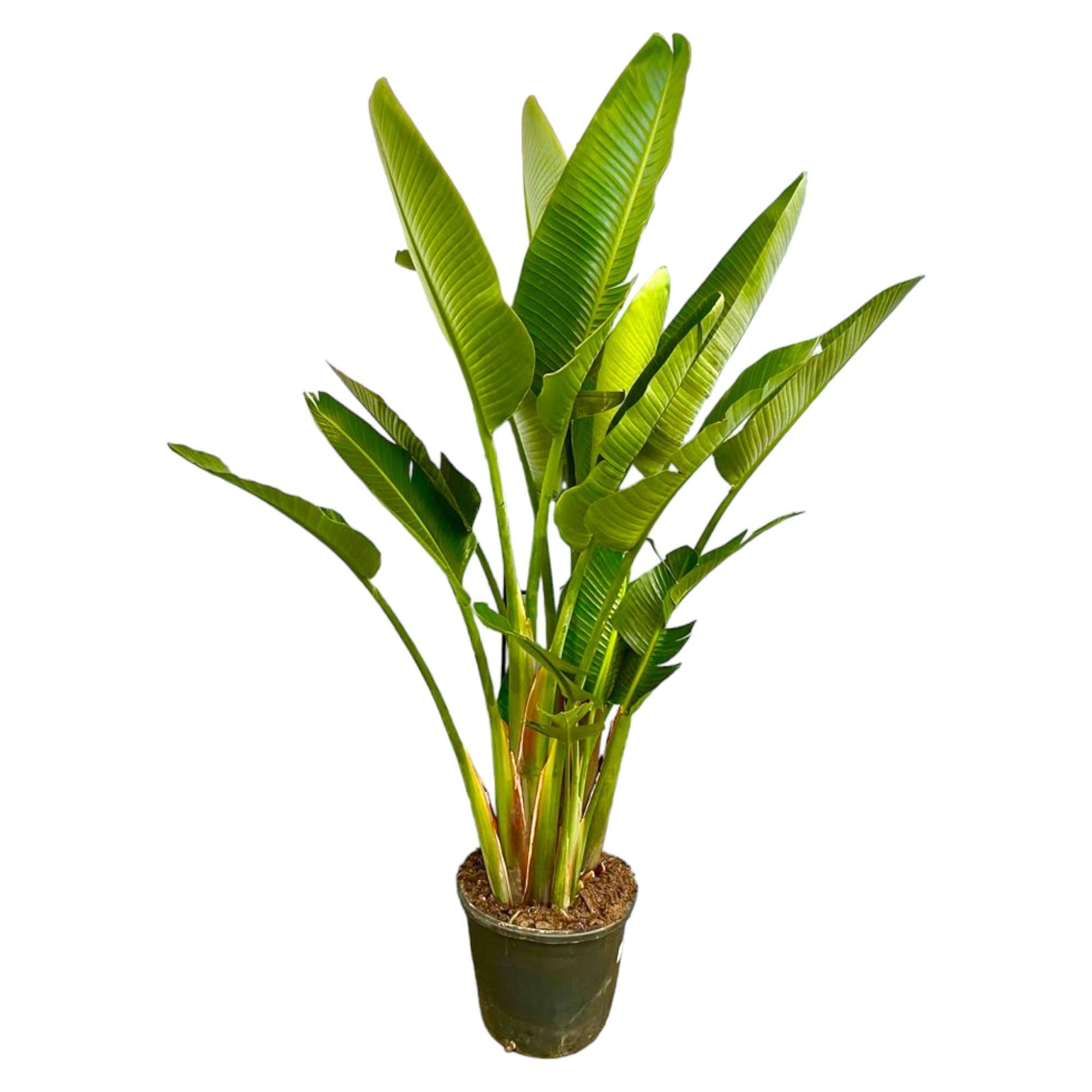 Strelitzia Augusta Mehrstamm XXL - 225 cm - ø40