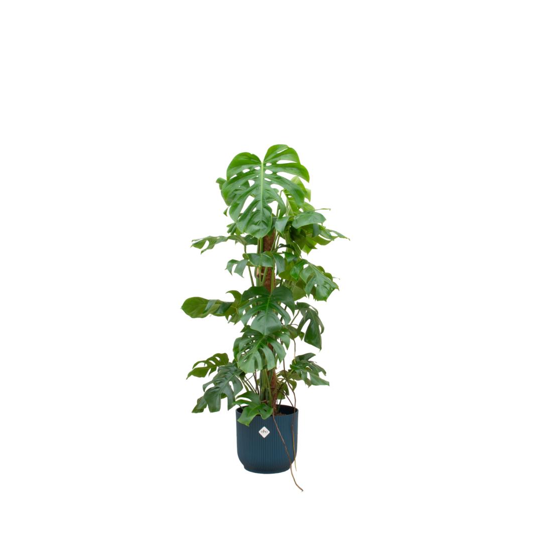 Kombiangebot - Monstera Pertusum XL inklusive elho Vibes Fold Round Ø30 blau - 120 cm