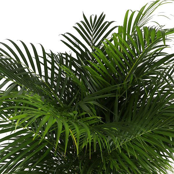 Dypsis Lutescens (Areca-Palme) Ø27cm ↕160cm im Boule TAUPE Topf