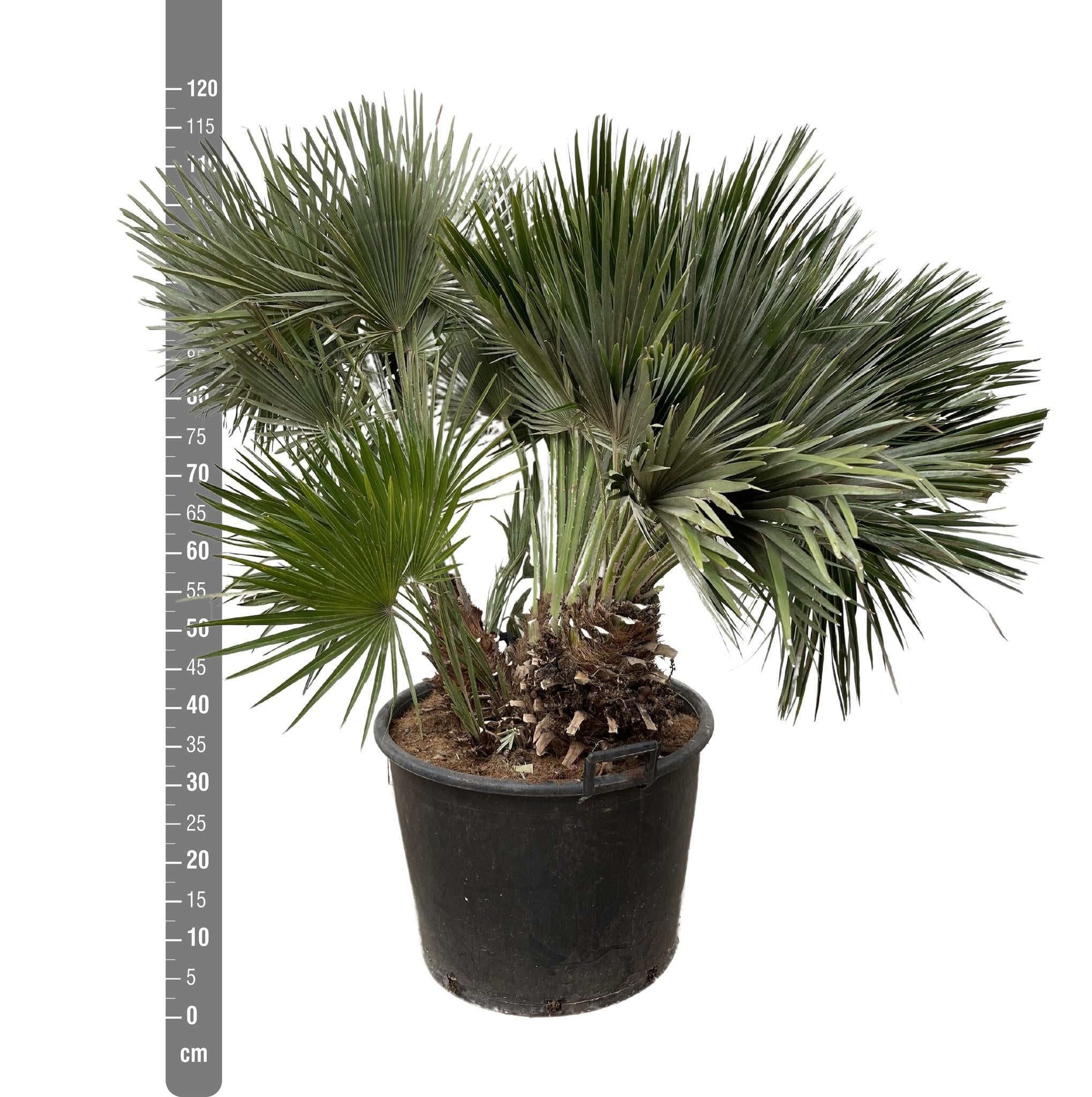 Chamaerops Humilis kompakt – 120 cm – ø80