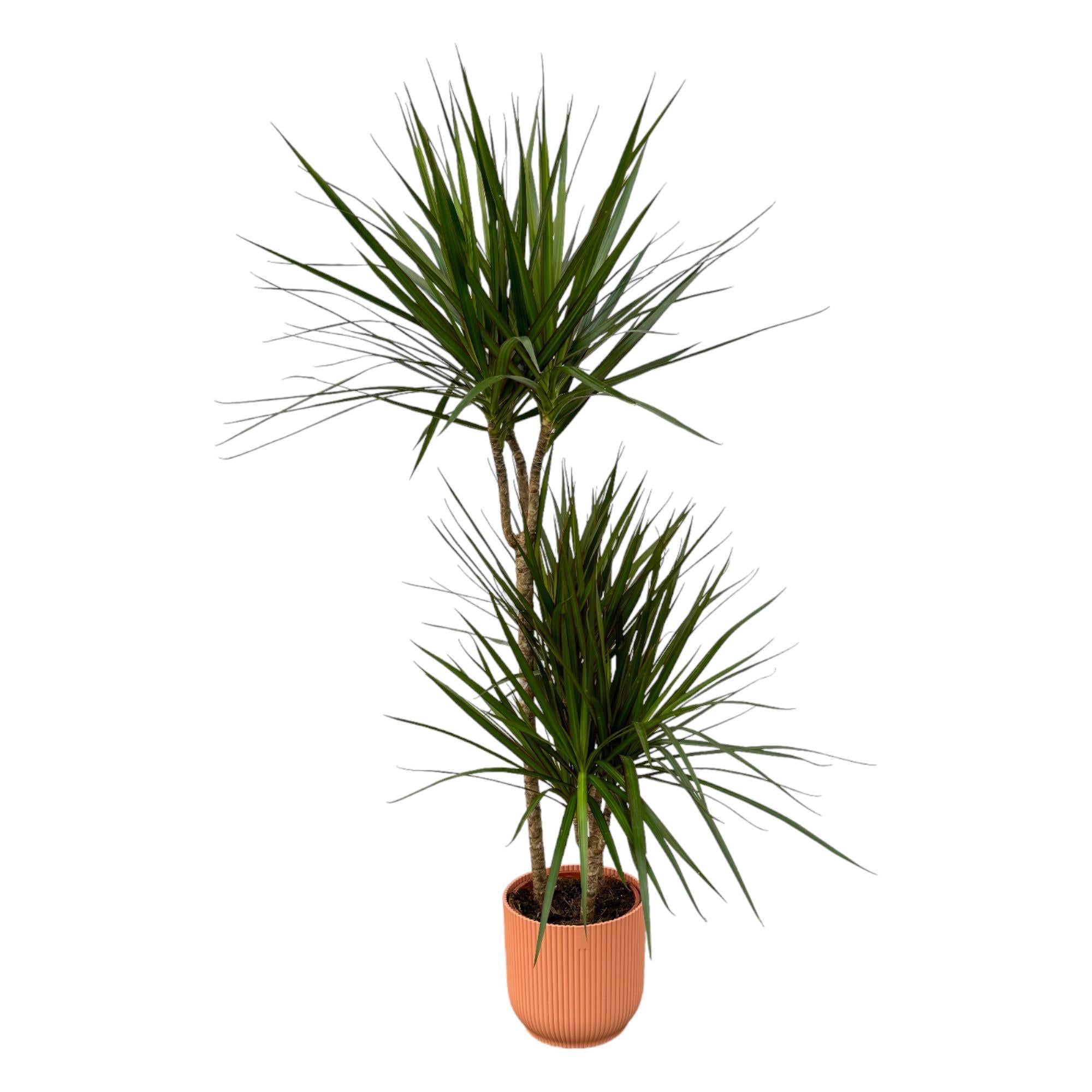 Dracaena Marginata – ↨120 cm – Ø21 cm inklusive elho Vibes Fold Round rosa D22xH20