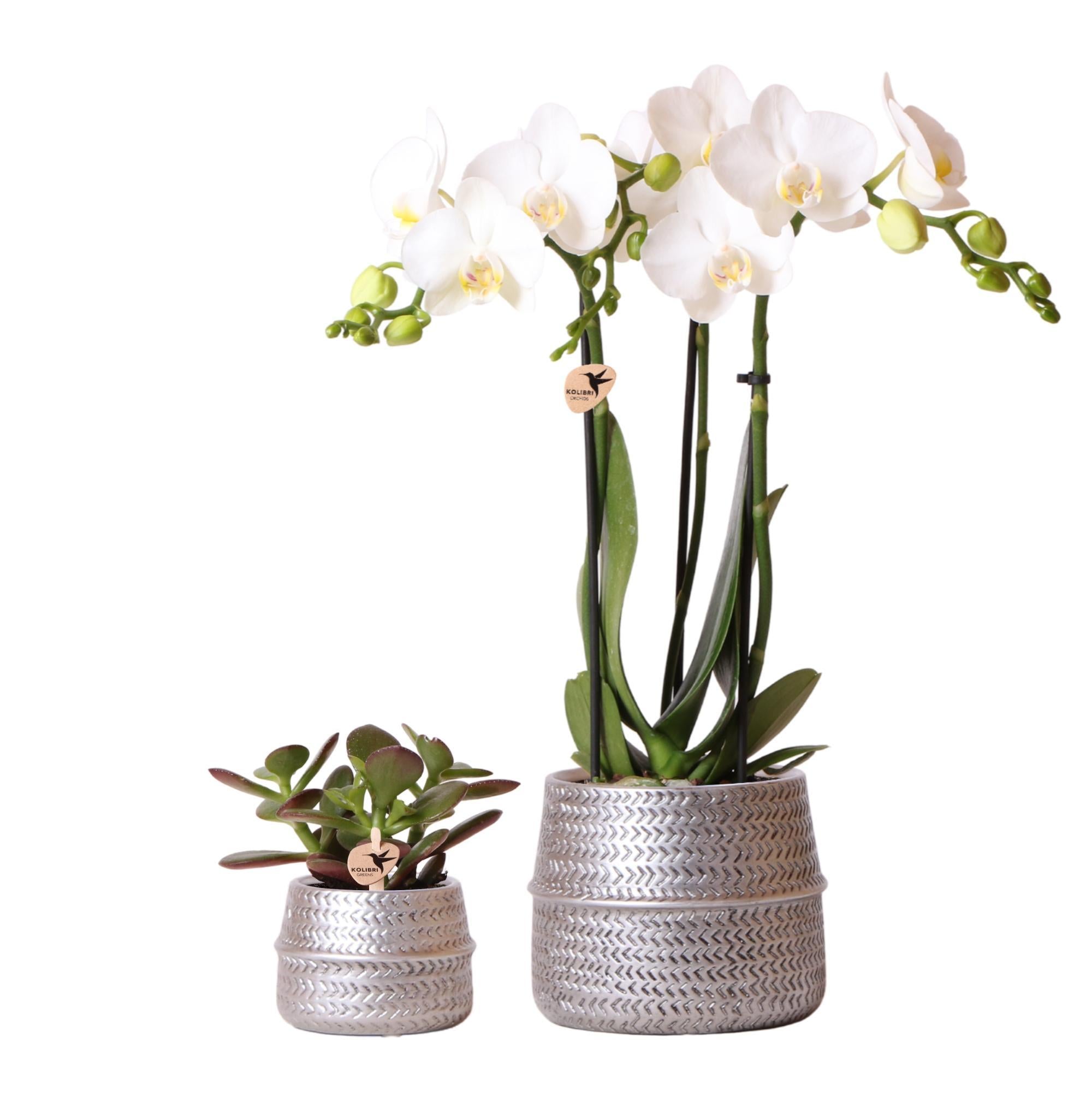 Kolibri Company - Plant set Groove silver | Set with white Phalaenopsis orchid Amabilis Ø9cm and green plant Succulent Crassula Ovata Ø6cm | incl. silver ceramic decorative pots