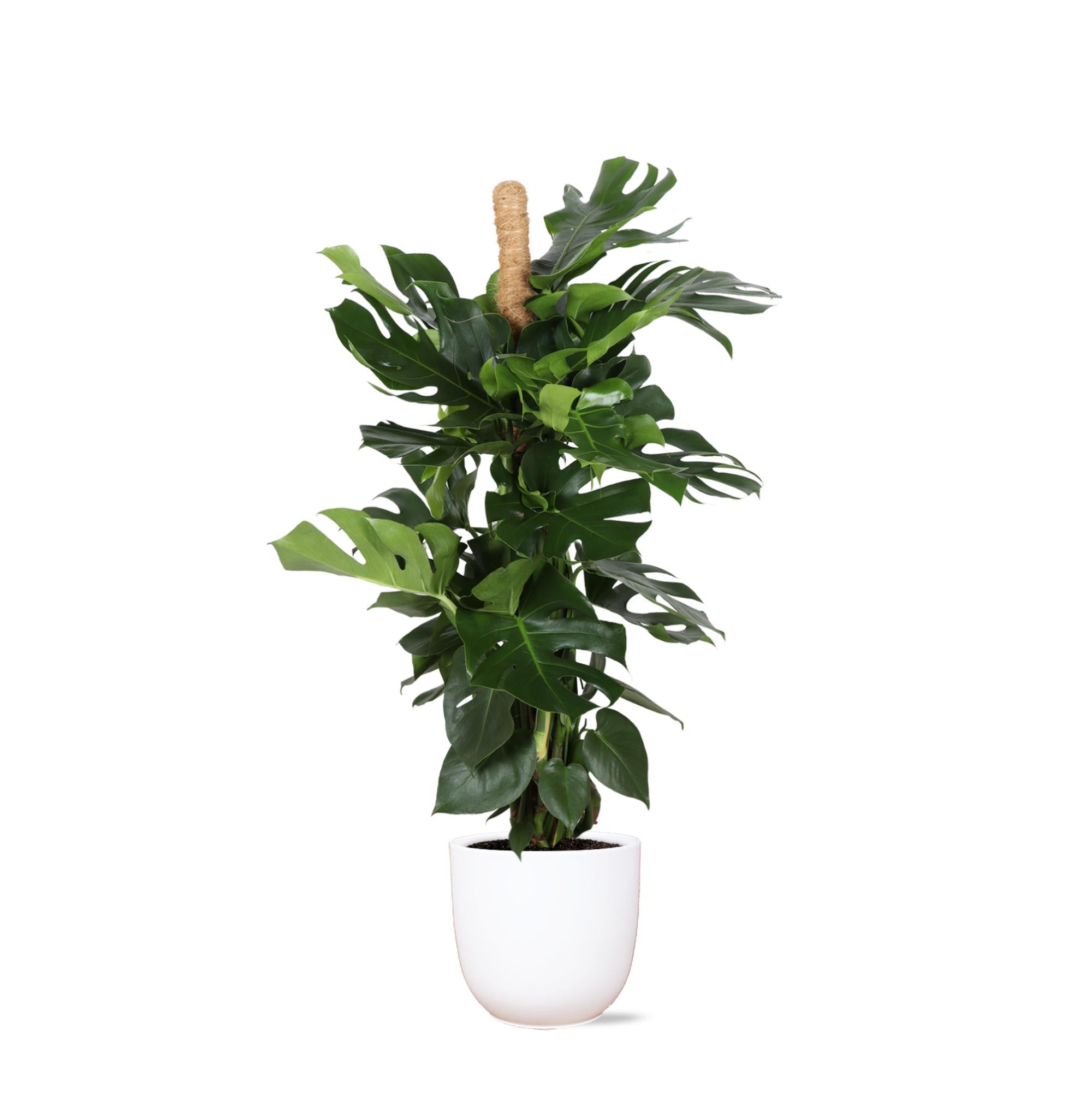 Monstera Deliciosa MOOS STICK Ø27cm ↕150cm im Boule WHITE Topf