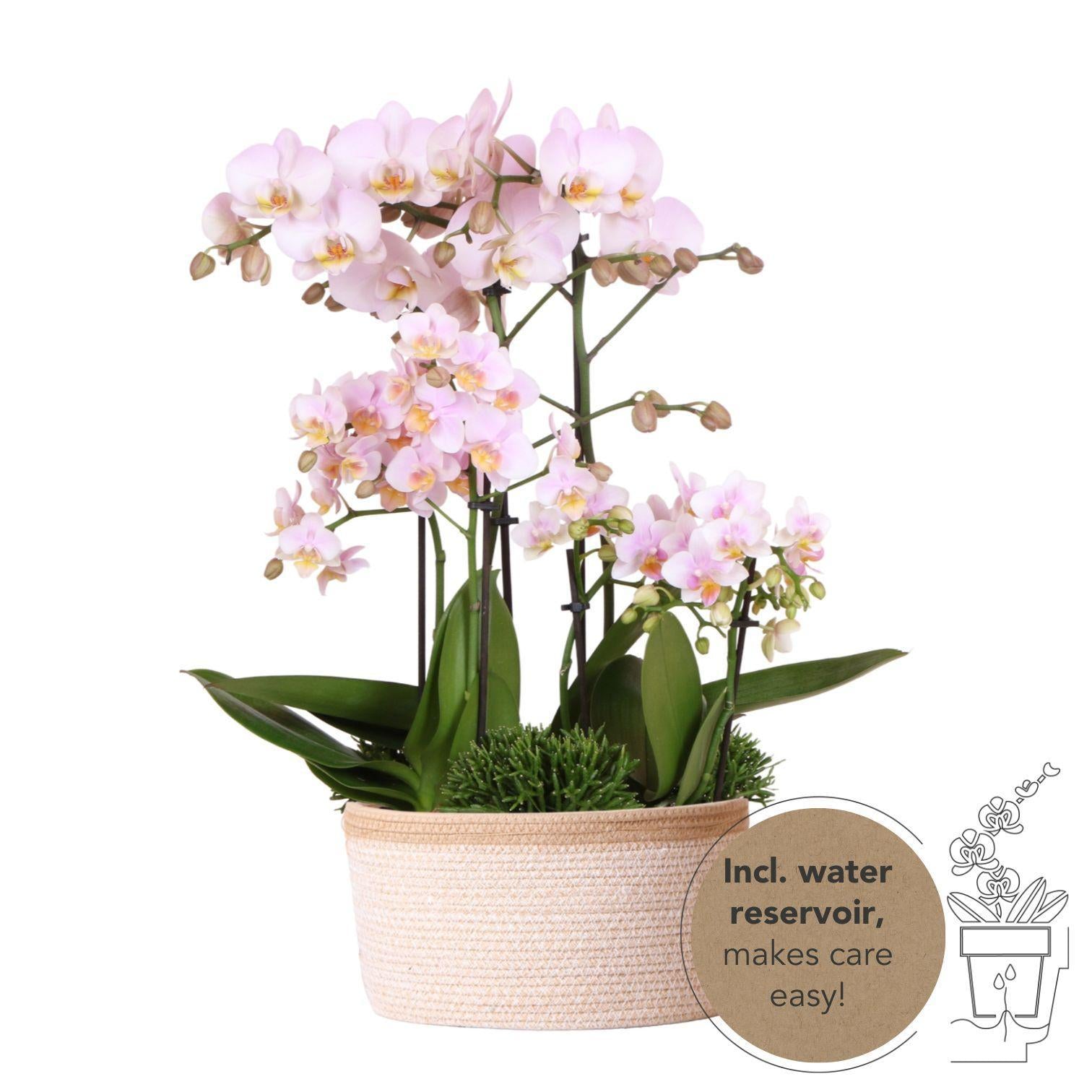 Hummingbird Orchids | pink plant set in Cotton Basket incl. water reservoir | three pink orchids and three green Rhipsalis plants | Field Bouquet pink with self-sufficient water reservoir