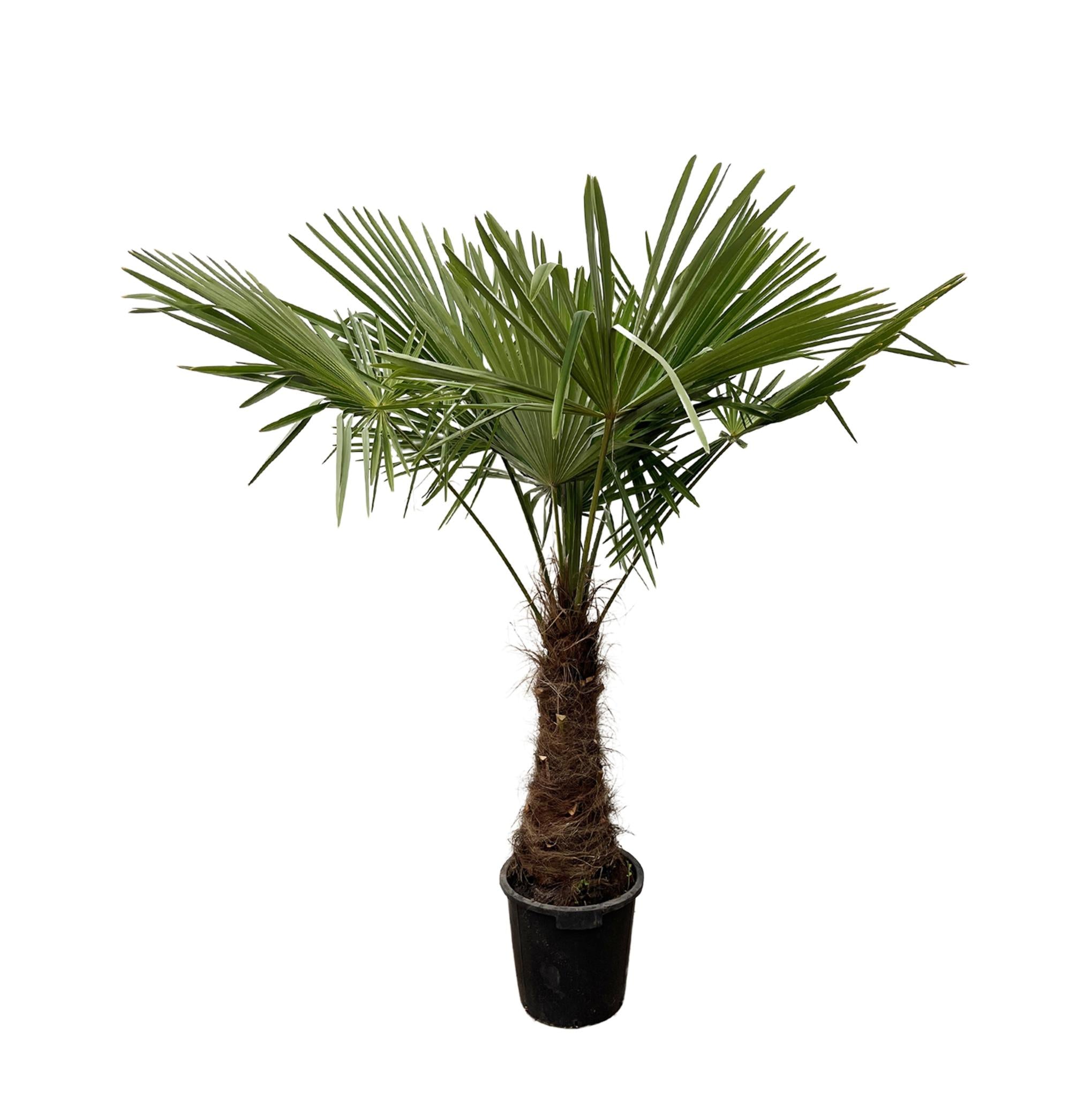 Trachycarpus - 235cm - Ø45