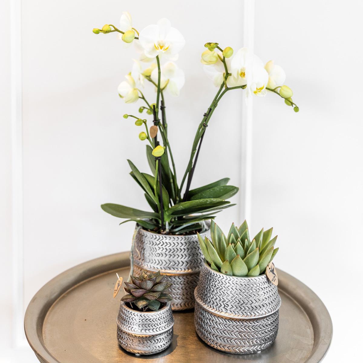 Kolibri Company - Plant set Groove silver | Set with white Phalaenopsis orchid Amabilis Ø9cm and green plant Succulent Crassula Ovata Ø6cm | incl. silver ceramic decorative pots