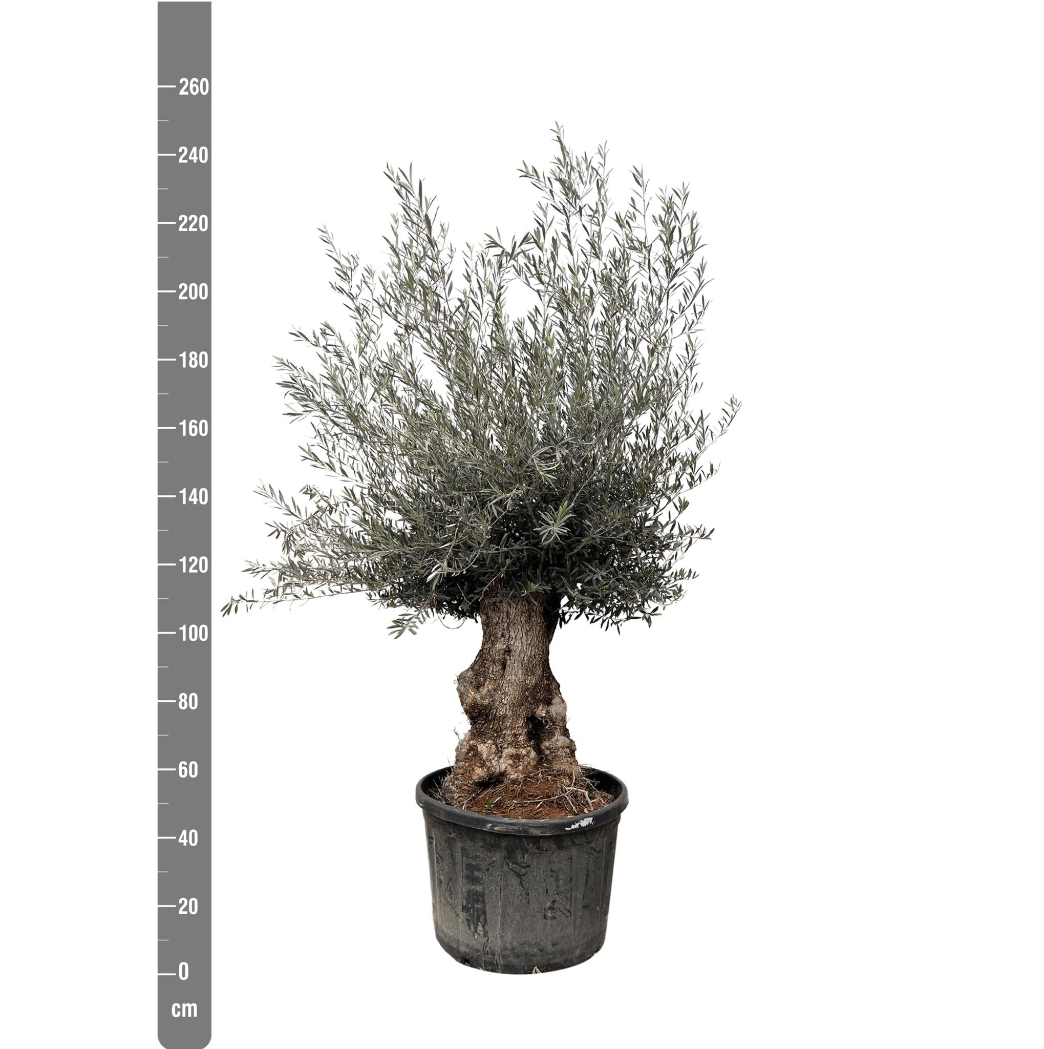 Olea Europaea Bonsai - 225cm - Ø80