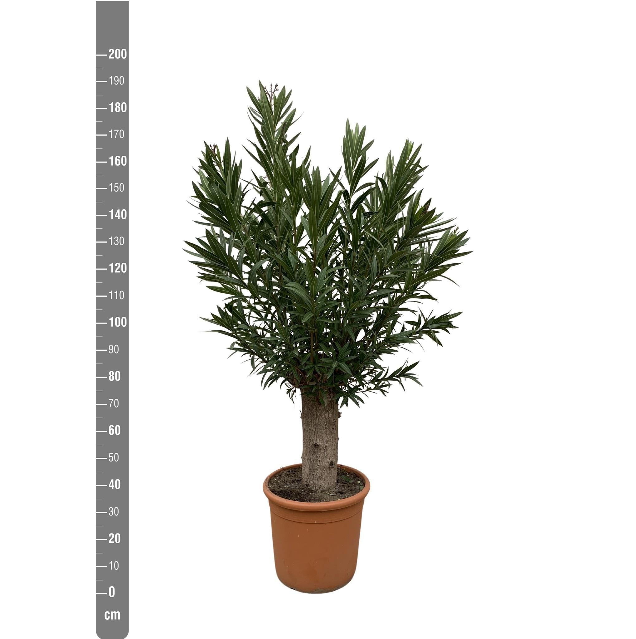 Nerium Oleander Bonsai – 190 cm – ø45