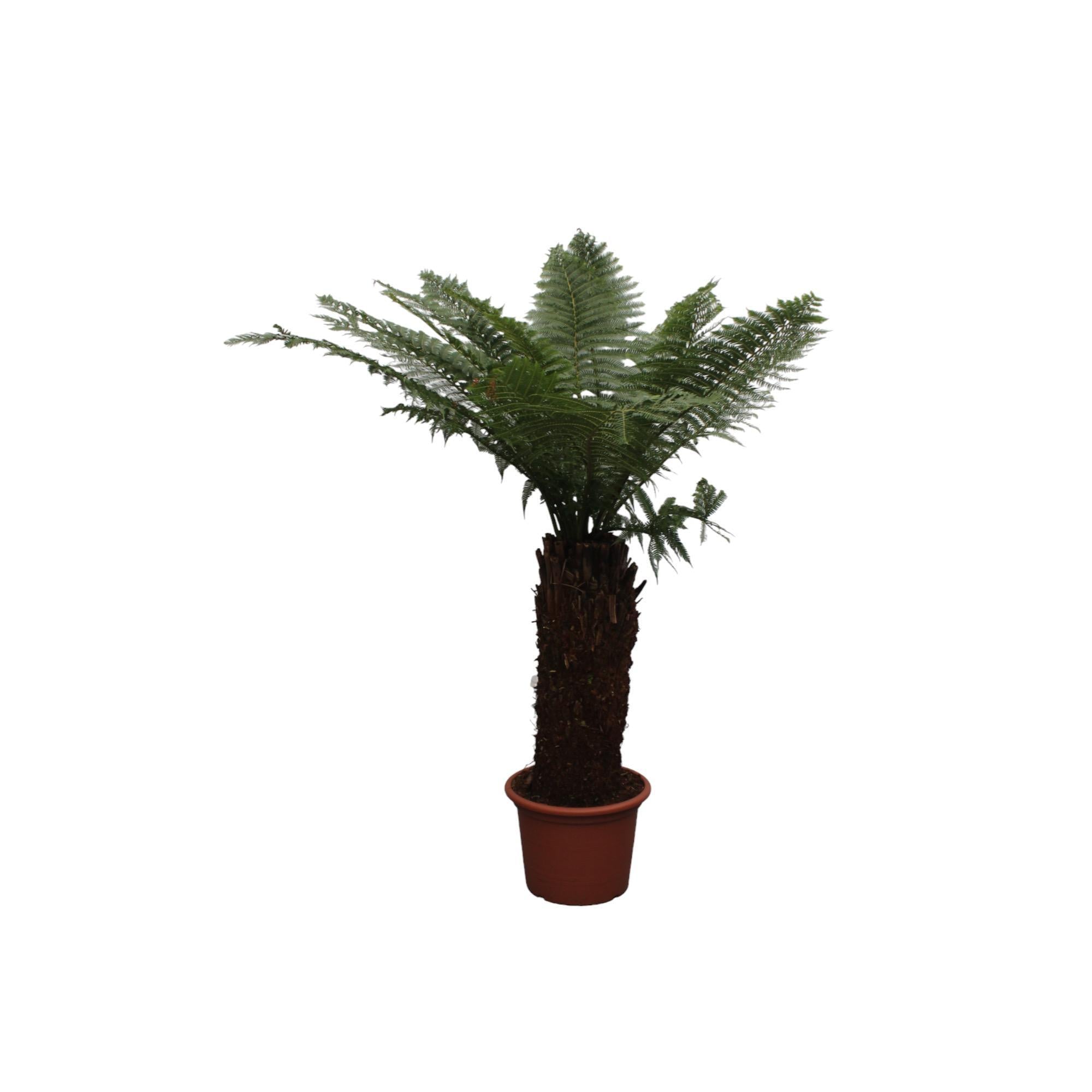 Dicksonia Antarctica – 250 cm – ø50