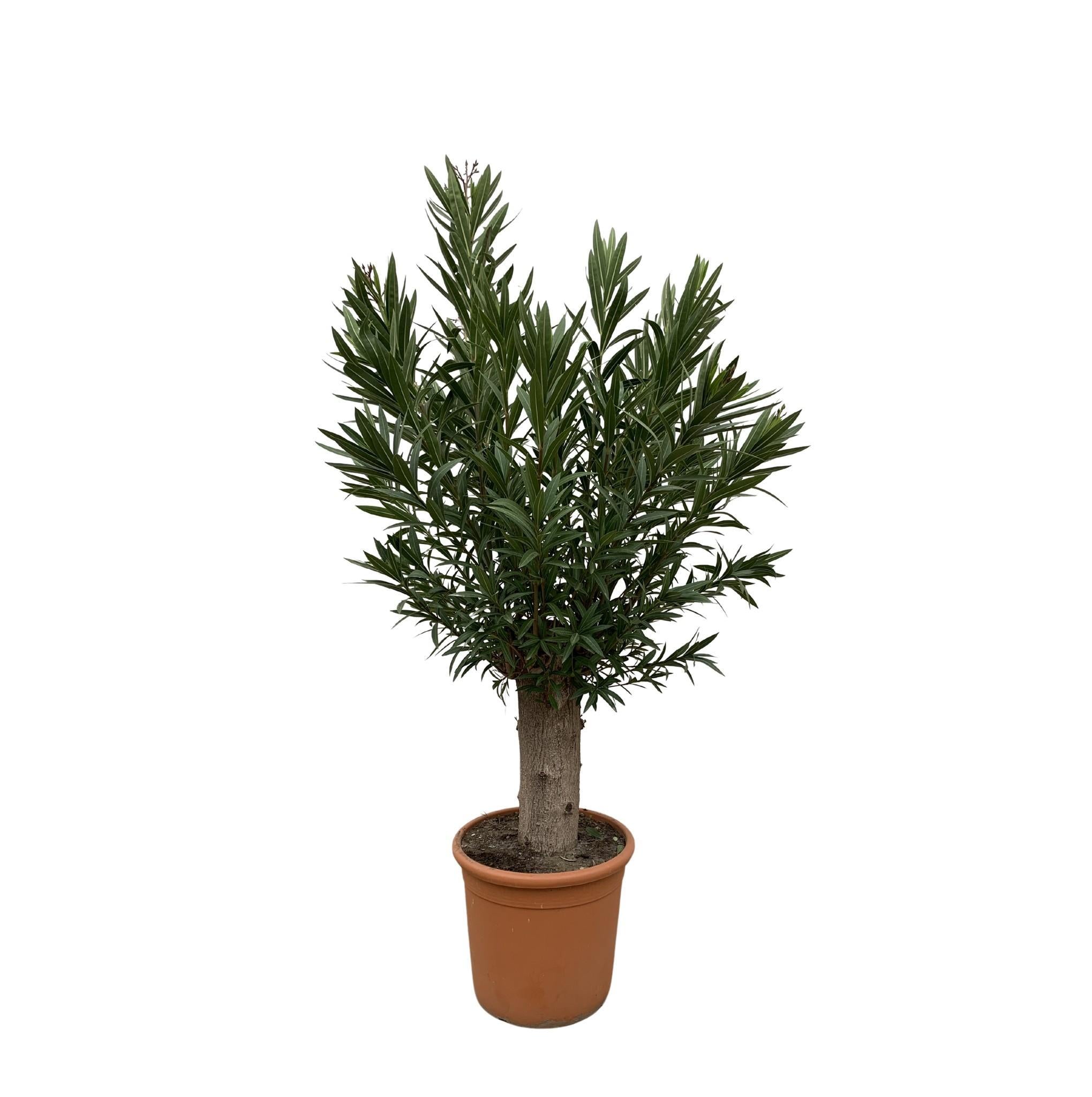 Nerium Oleander Bonsai – 190 cm – ø45