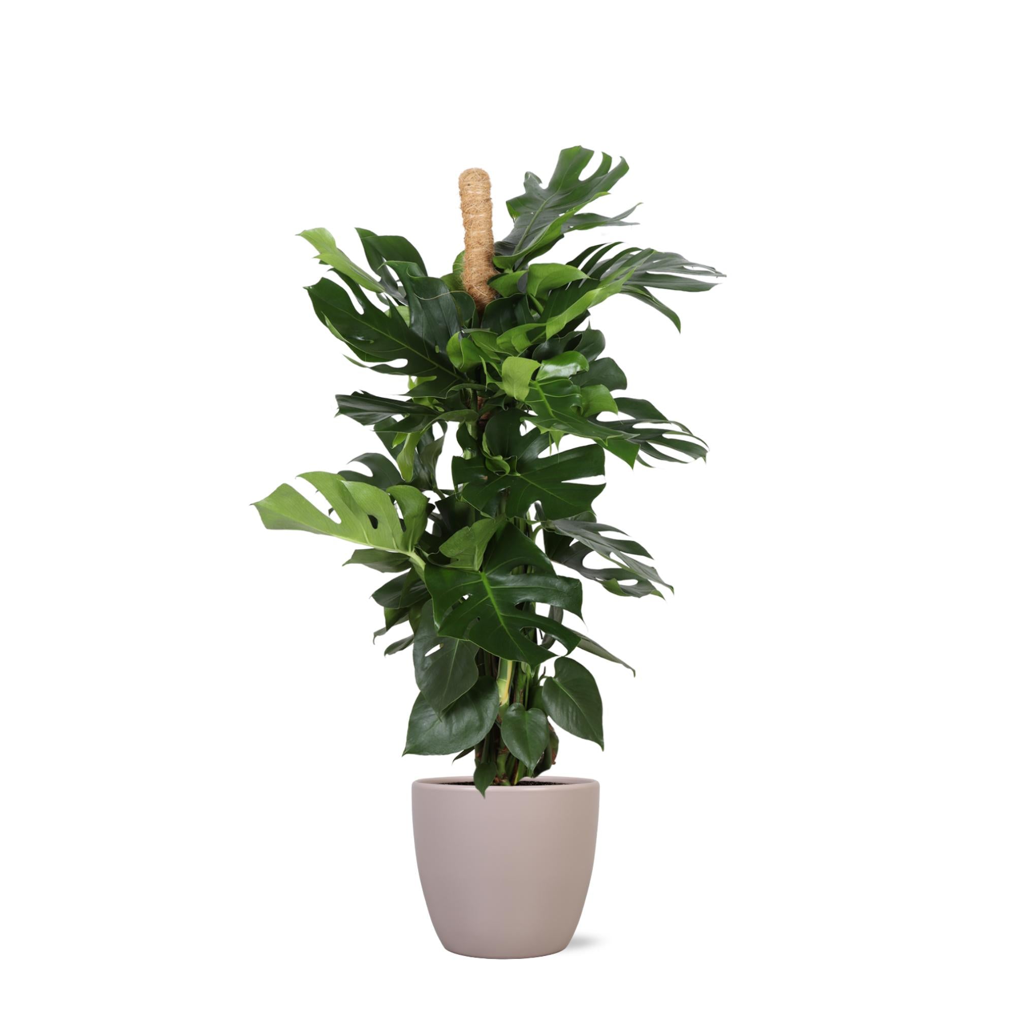 Monstera Deliciosa MOSS STICK Ø27cm ↕150cm in Boule TAUPE pot