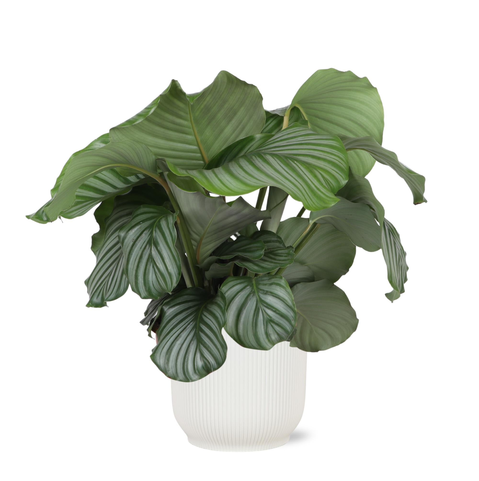 Calathea Orbifolia Ø21cm - ↕70cm im Vibes WHITE Topf