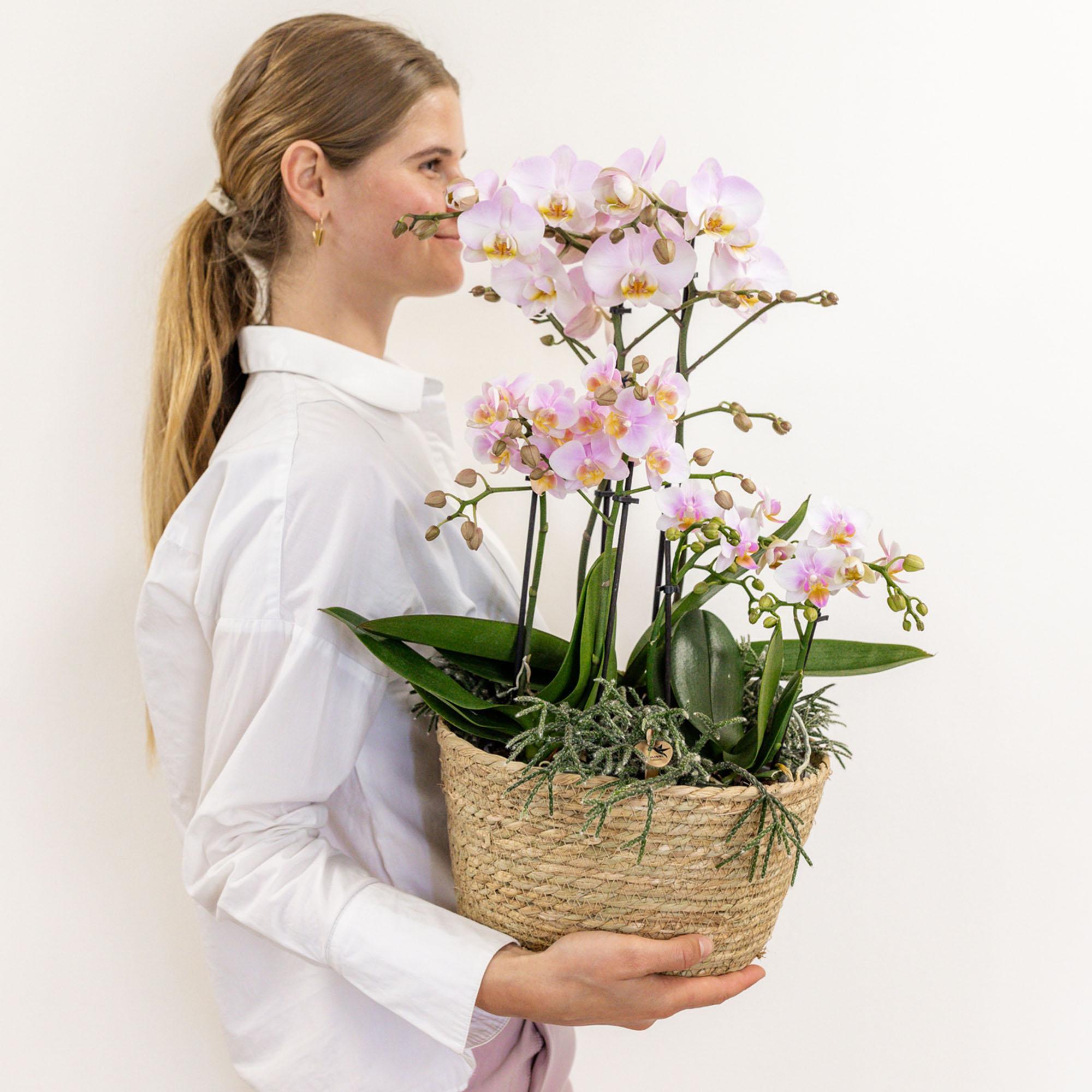 Kolibri-Orchideen | rosafarbenes Pflanzenset im Schilfrohrkorb inkl. Wasserreservoir | drei rosa Orchideen und drei grüne Rhipsalis-Pflanzen | Feldstrauß rosa mit autarkem Wasserreservoir