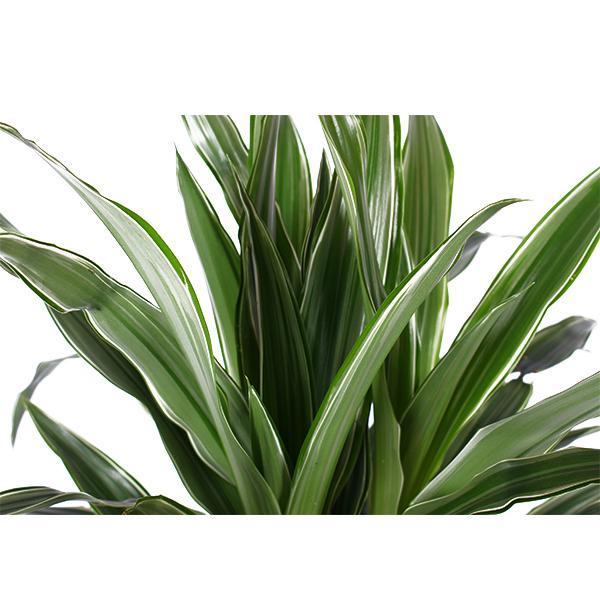 Dracaena Warneckii Ø21cm - ↕65cm im Vibes PINK Topf