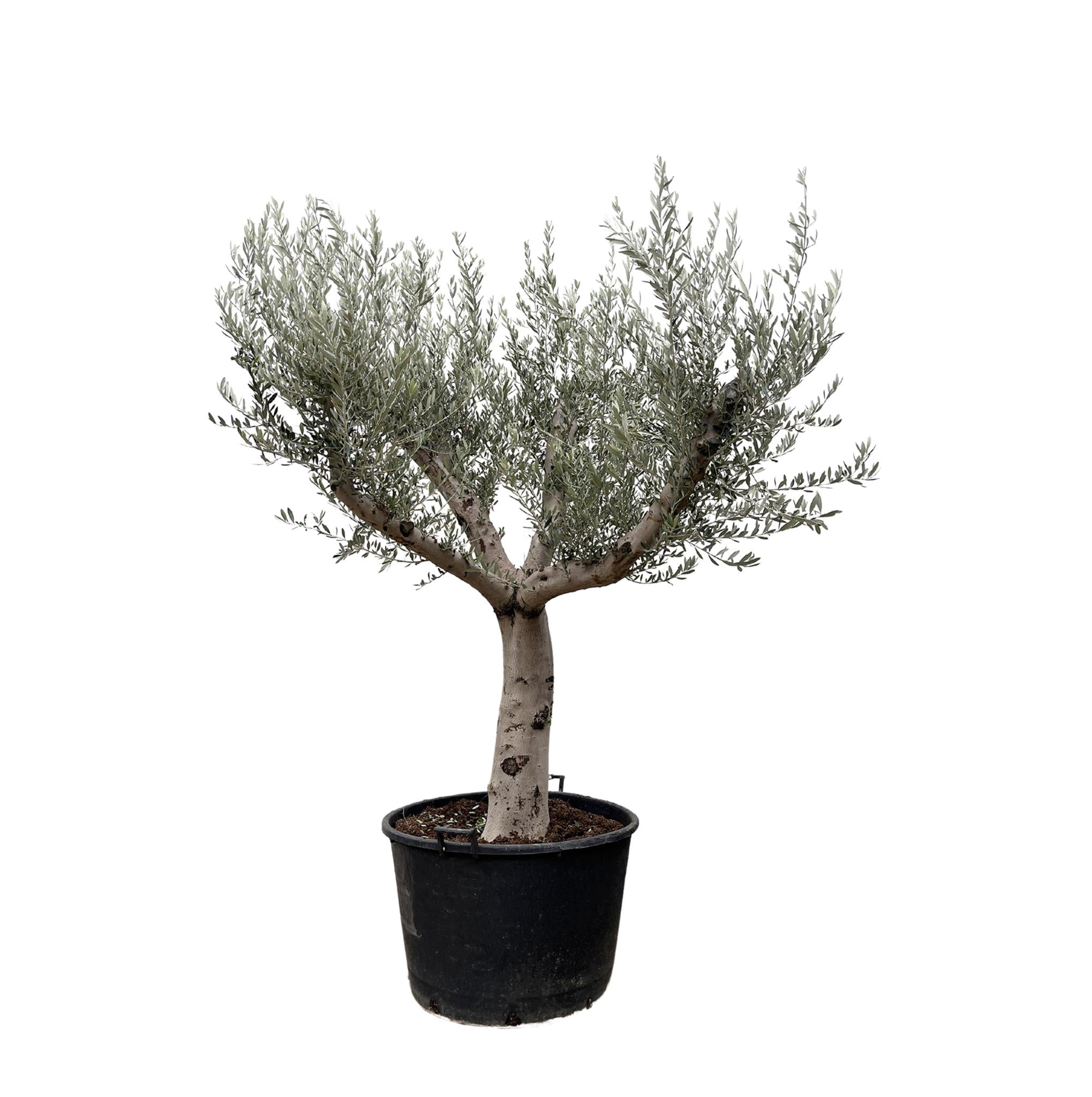 Olea Europaea Cultivo – 250 cm – Ø80