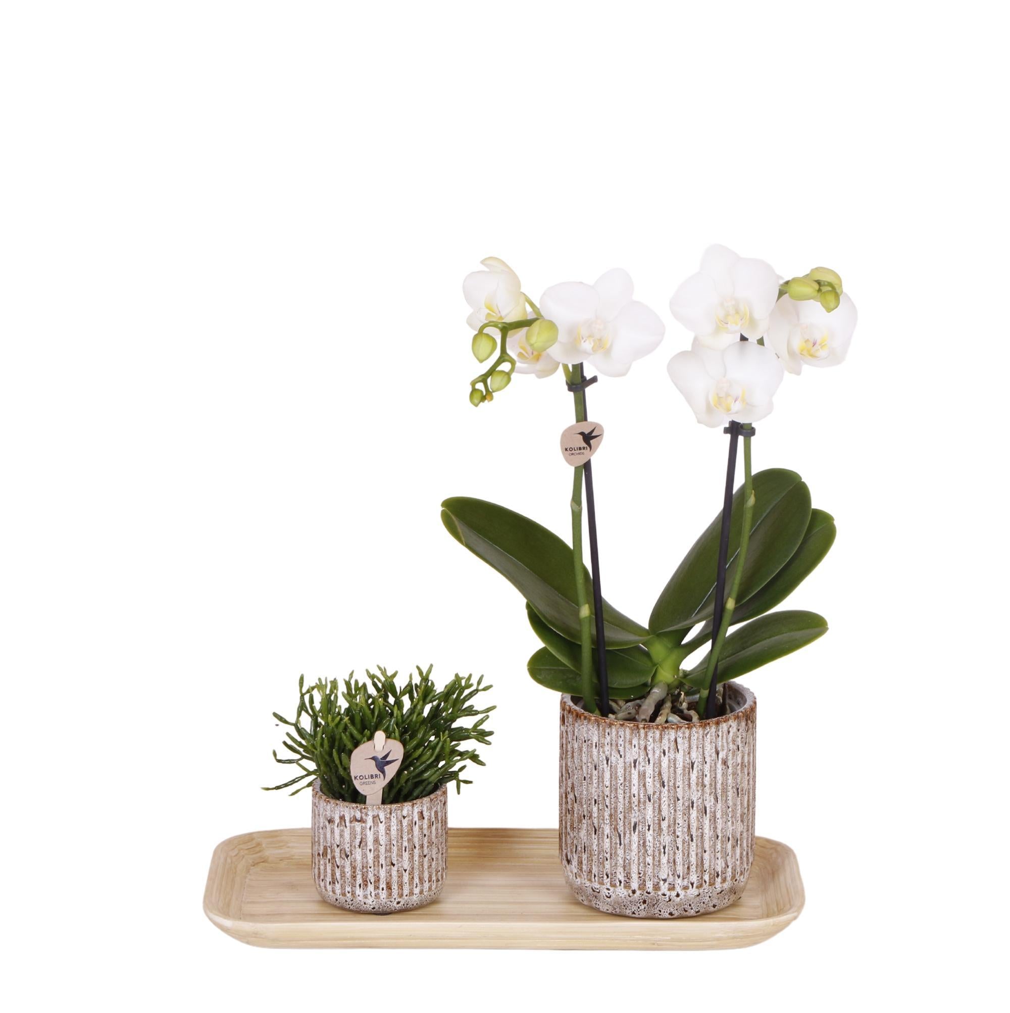 Hummingbird Orchids | Plant set Untamed Nature small | Green plants with Phalaenopsis orchid in Jaguar decorative pots and bamboo tray