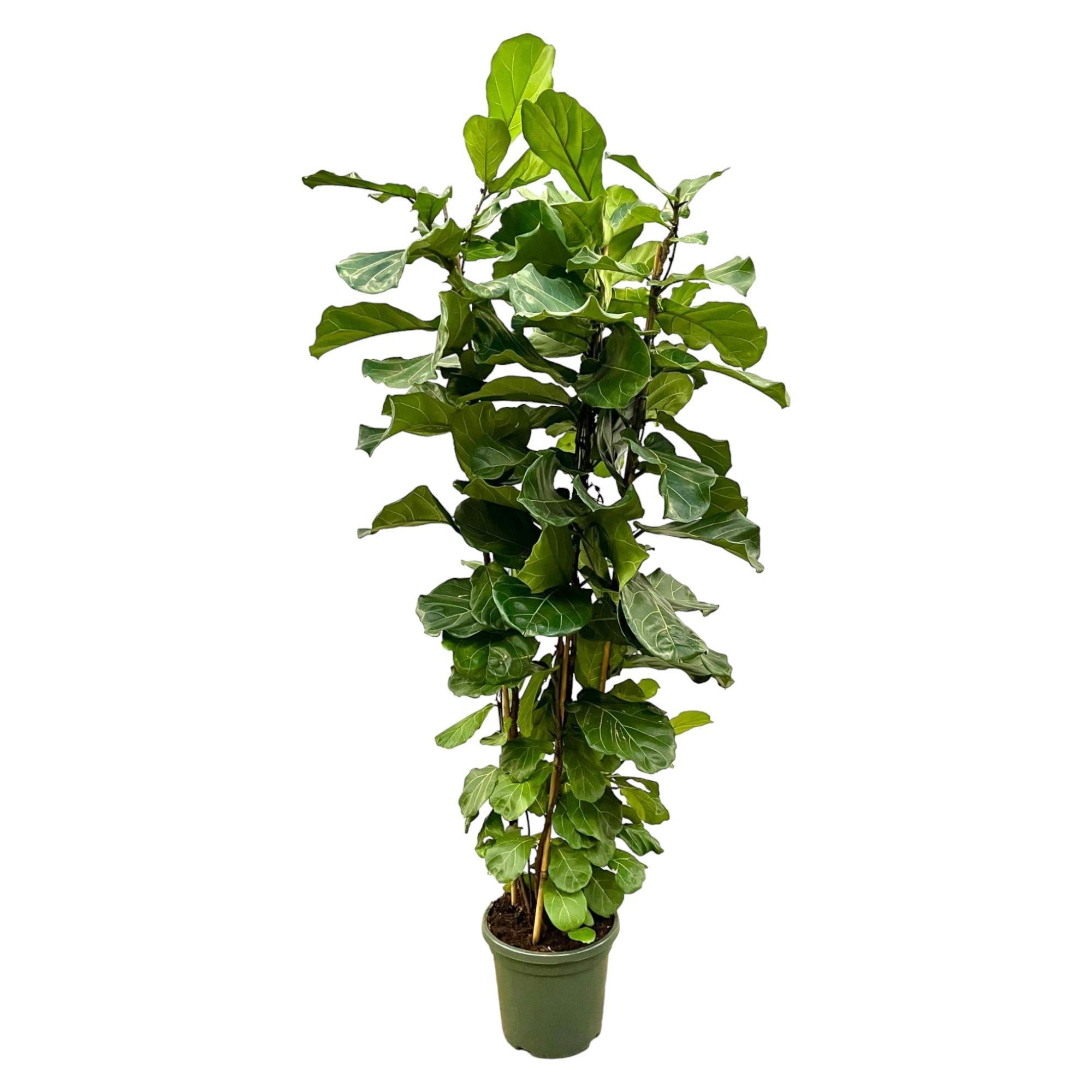 Ficus Lyrata shrub XL - 230cm - ø40