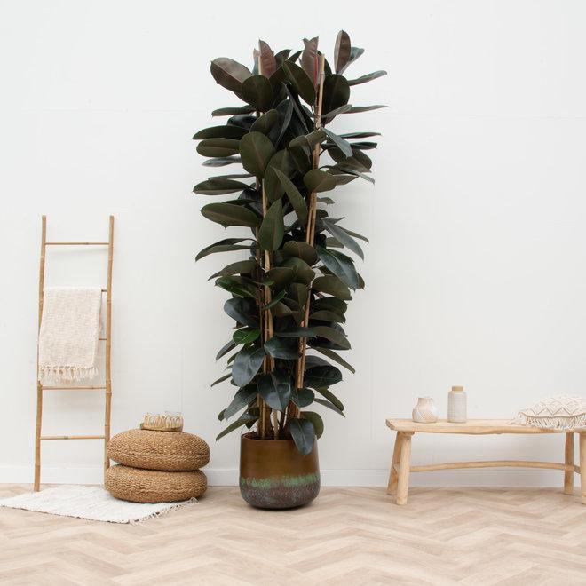 Ficus Elastica Abidjan-Strauch – 225 cm – ø40