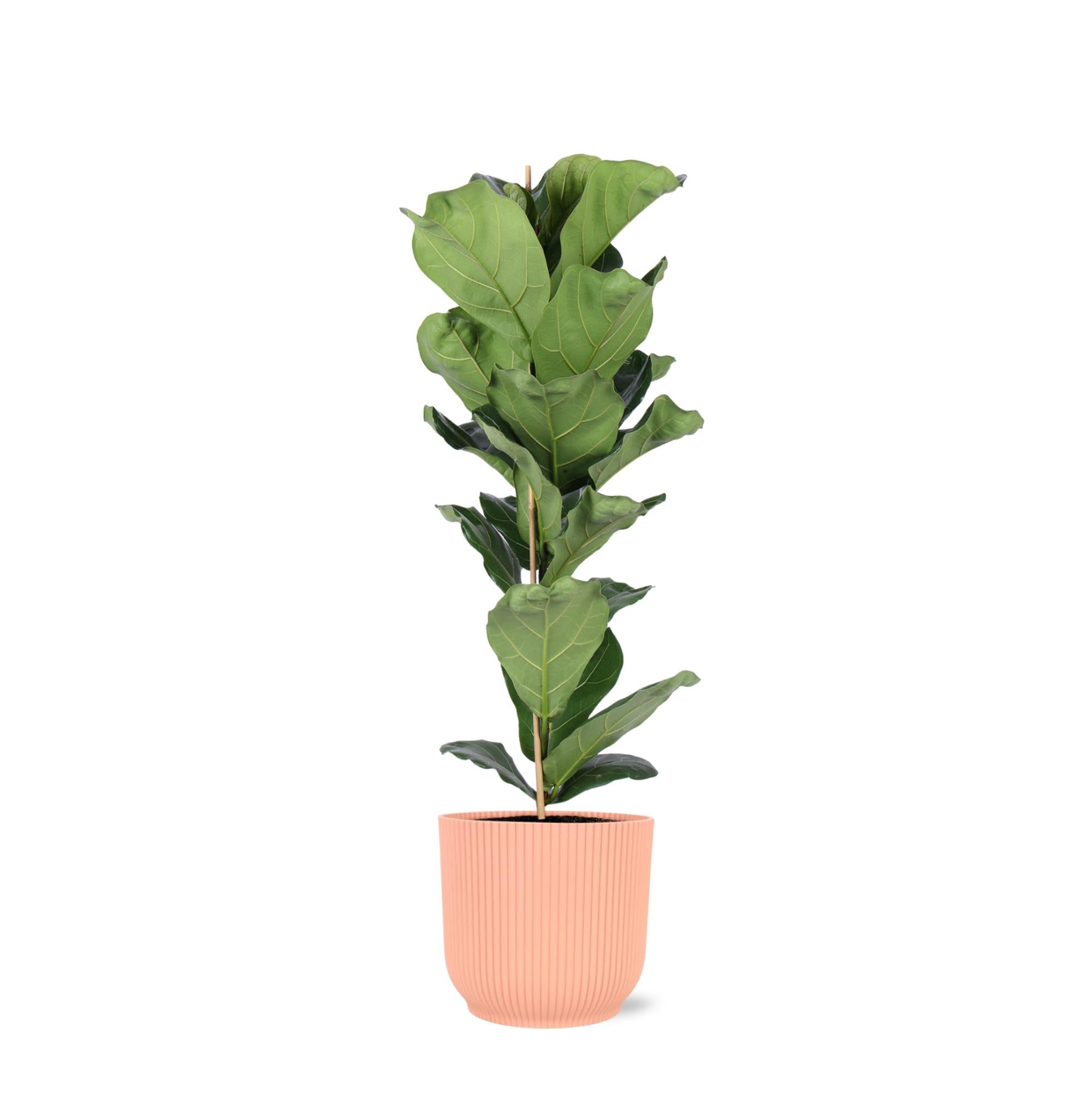 Ficus Lyrata - Ø21cm - ↕90cm in Vibes PINK pot