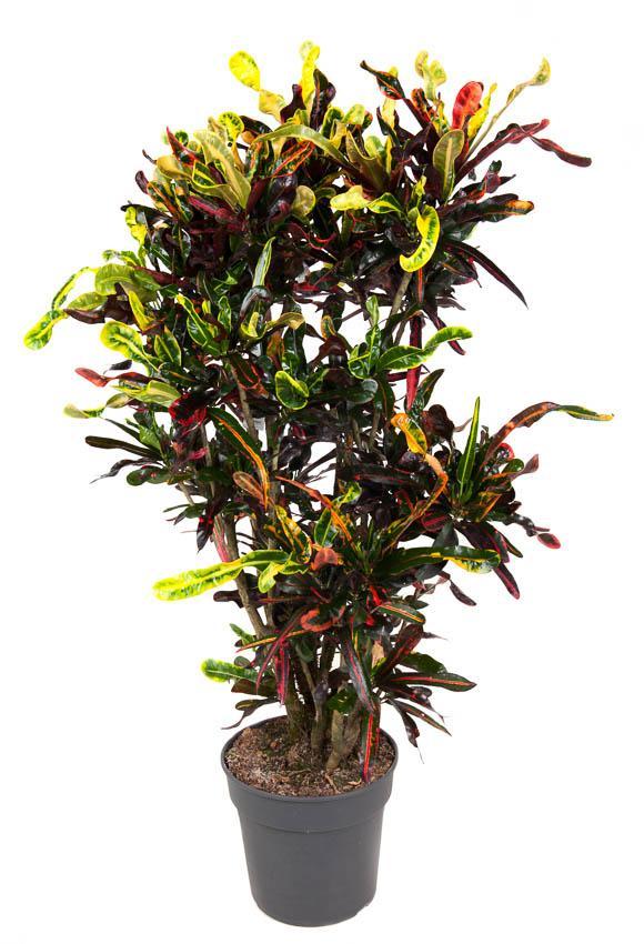 Codiaeum Mammi – Ø31cm – ↕130cm