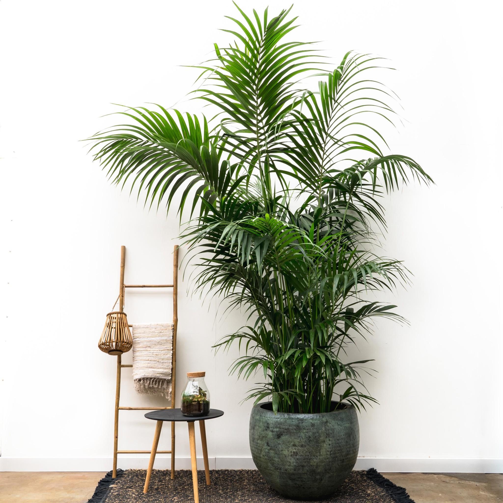 Kentia Palm XXL - 275cm - ø35