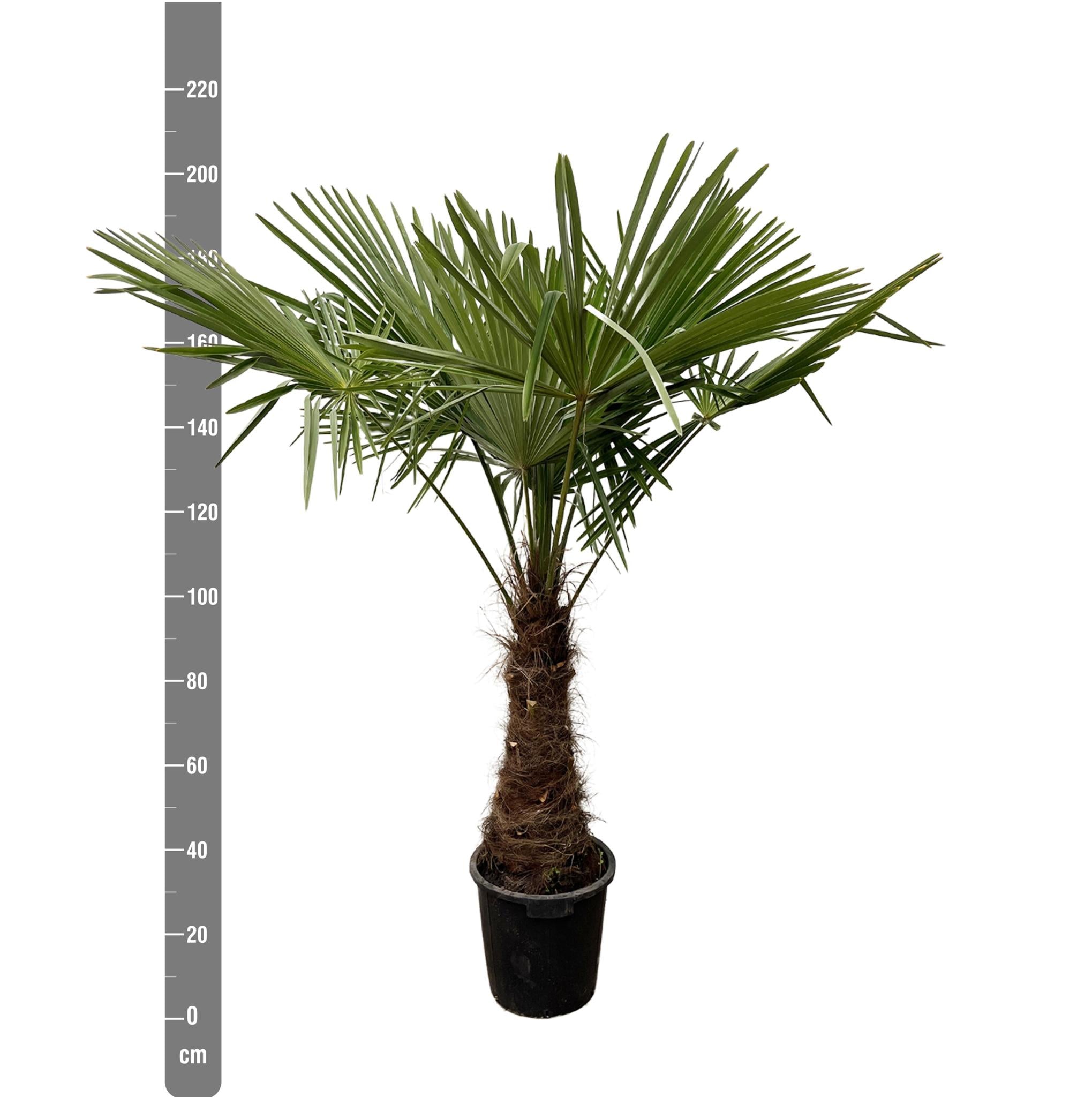 Trachycarpus - 235cm - Ø45