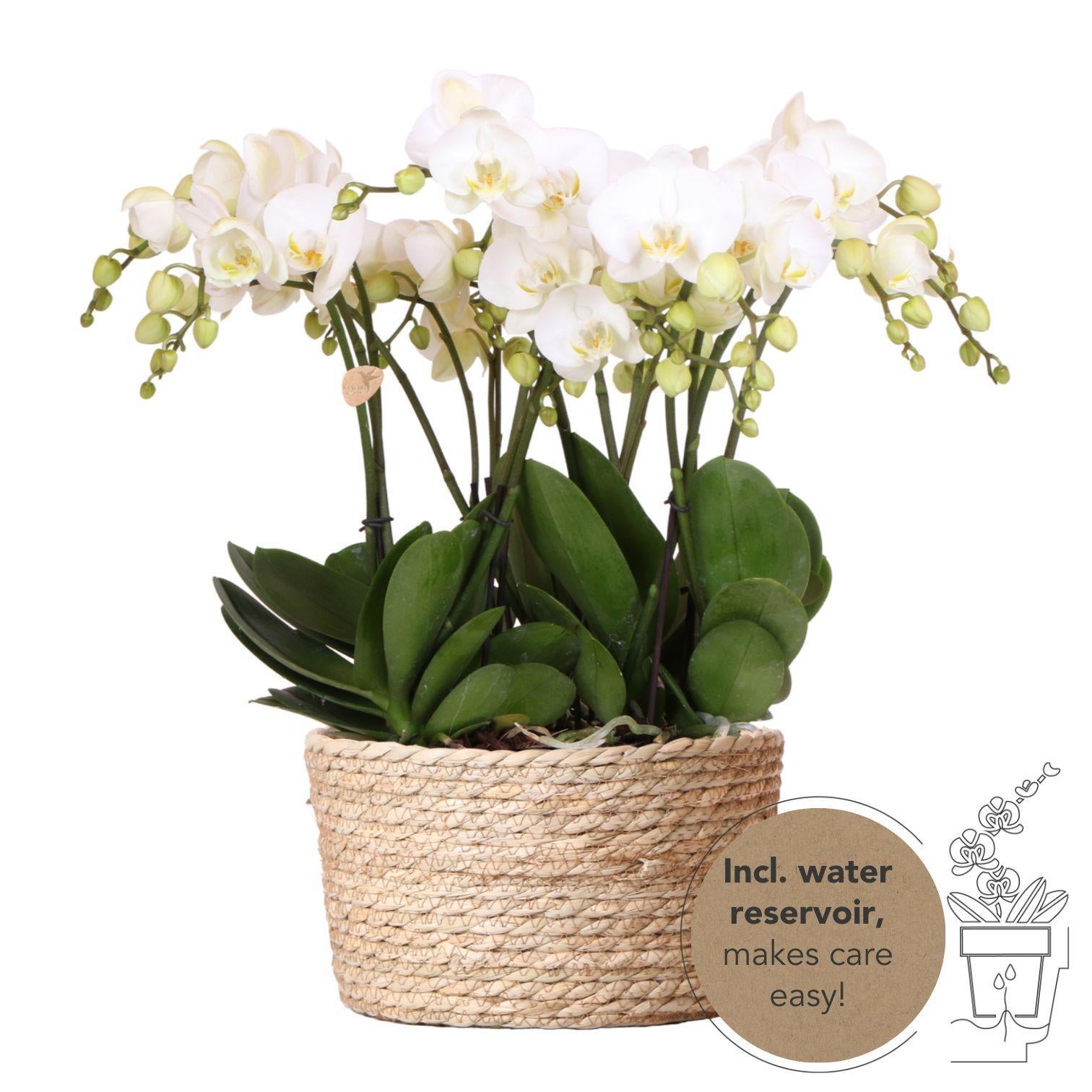 Kolibri-Orchideen | weißes Orchideen-Set im Schilfkorb inkl. Wasserreservoir | drei weiße Orchideen Gent 12cm | Mono Bouquet weiß mit autarkem Wasserreservoir.