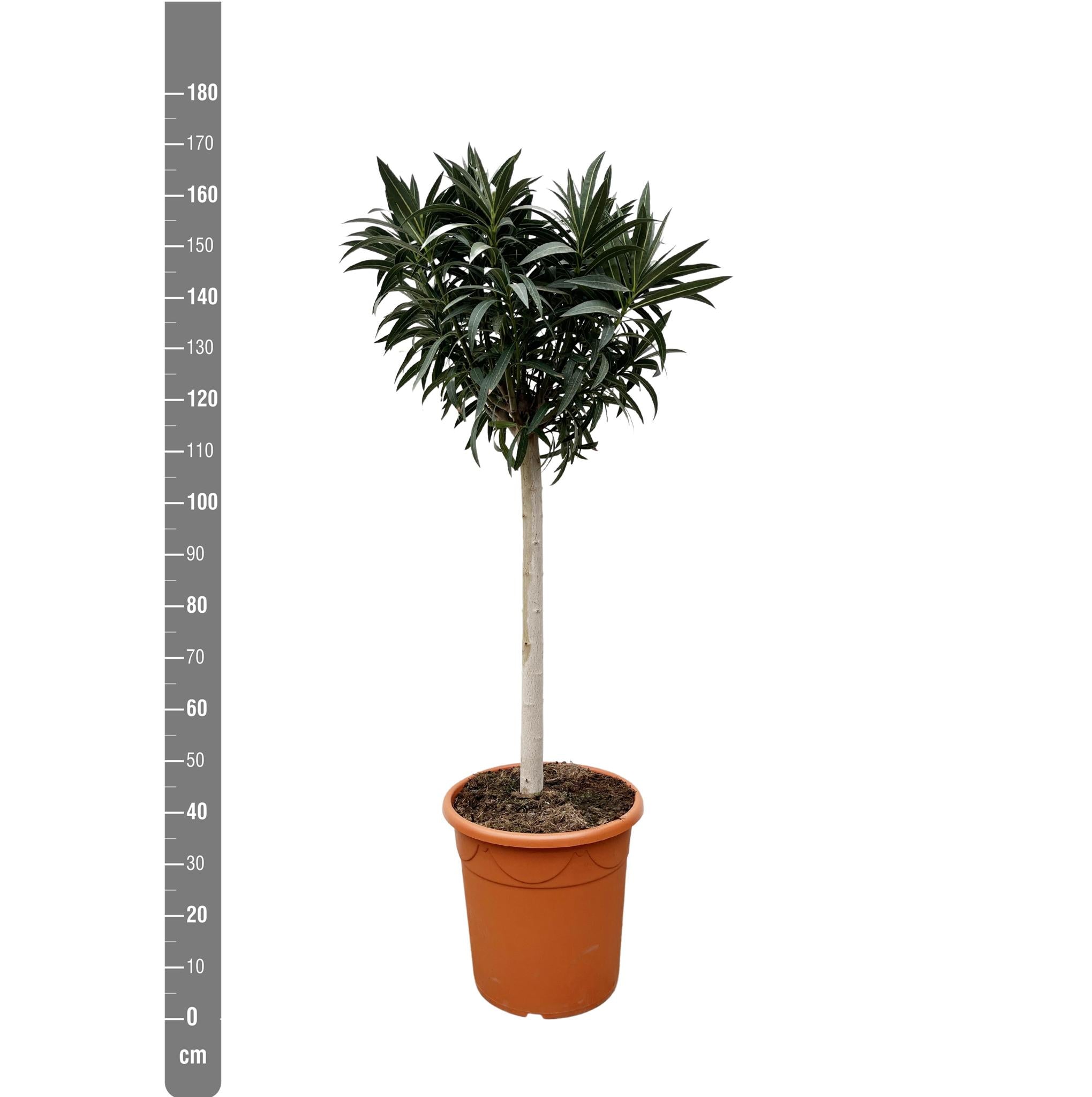 Nerium Oleander on stem with pink flower - 200cm - Ø35