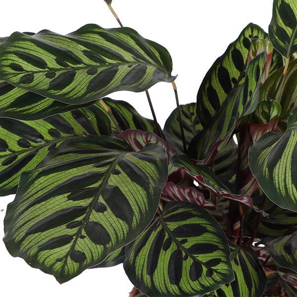 Calathea Makoyana Ø21cm - ↕70cm in Albury NATURAL basket