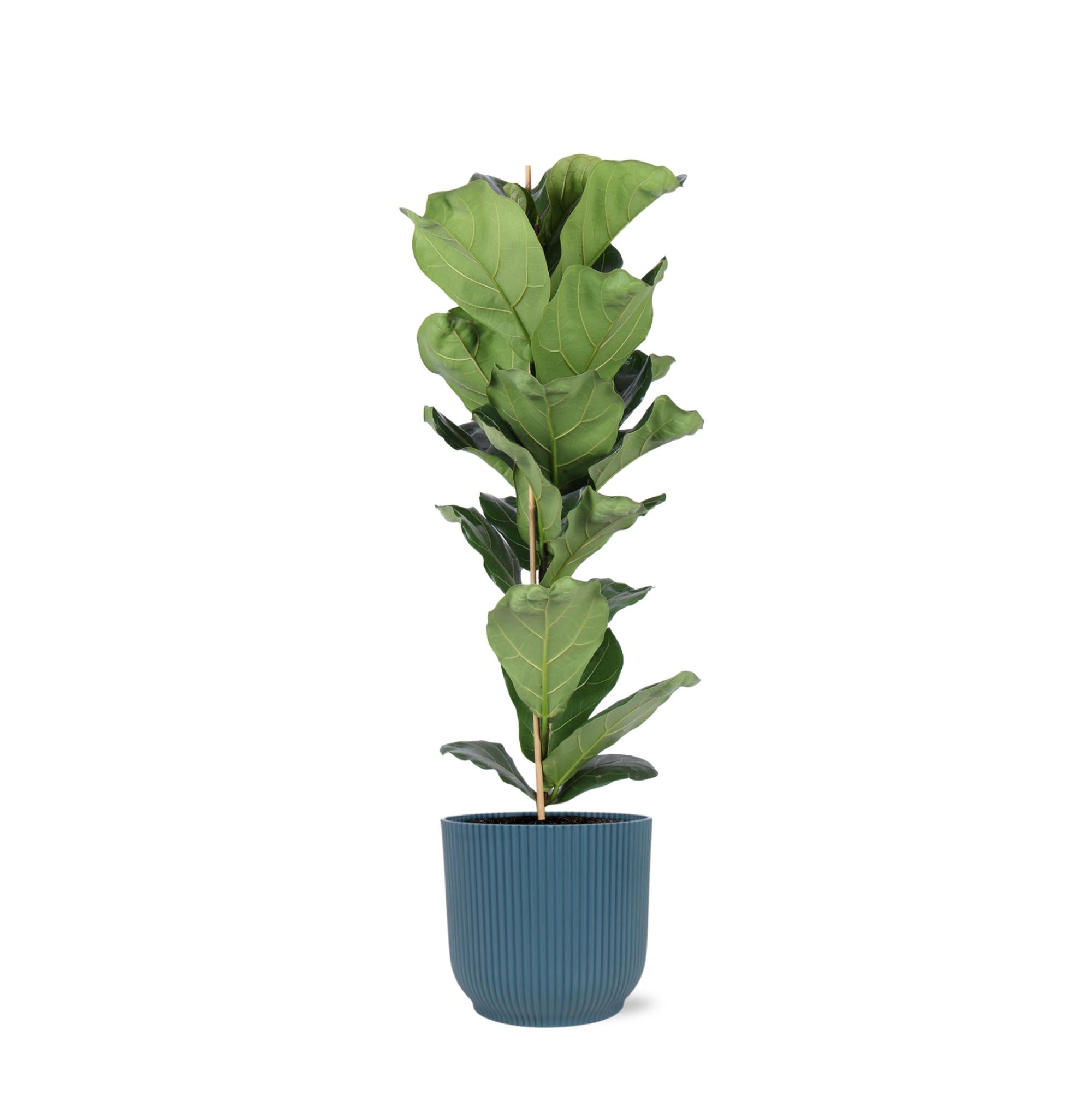 Ficus Lyrata - Ø21cm - ↕90cm in Vibes BLUE pot