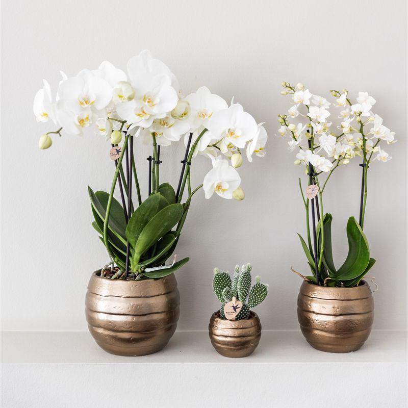 Hummingbird Company | Gift set Home Hub | Plant set with Phalaenopsis Orchid and Succulents incl. ceramic decorative pots