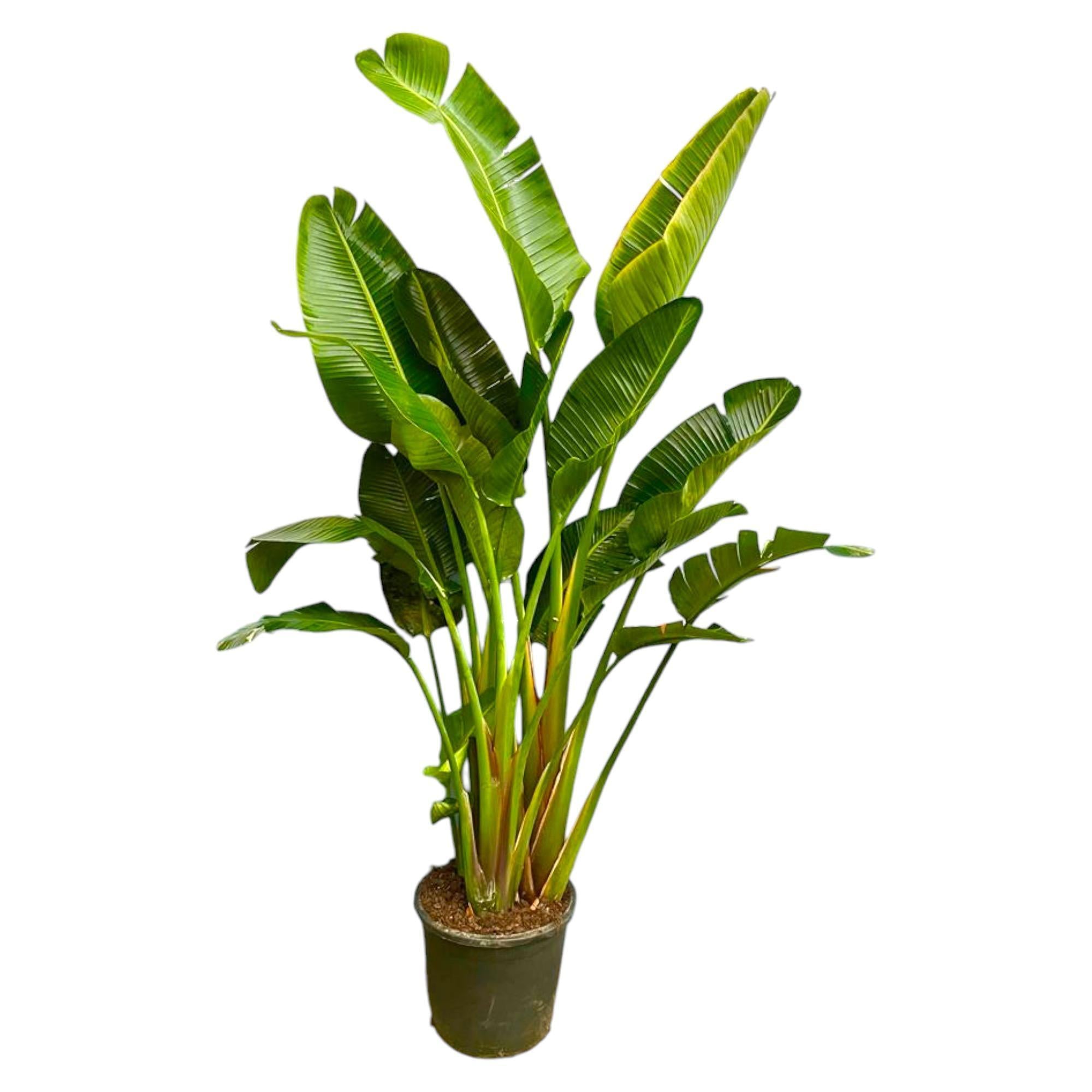 Strelitzia Augusta Mehrstamm XXL - 250 cm - ø50