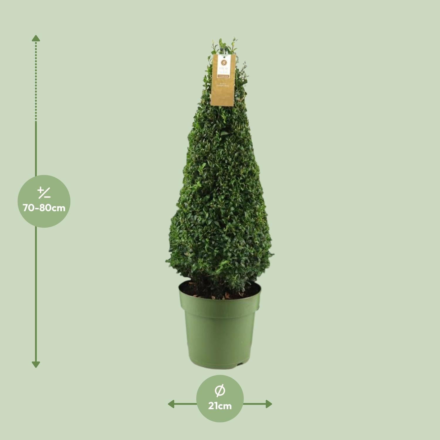 Buxus Semp. Pyramide 55cm P21 - Ø21cm - ↕75cm