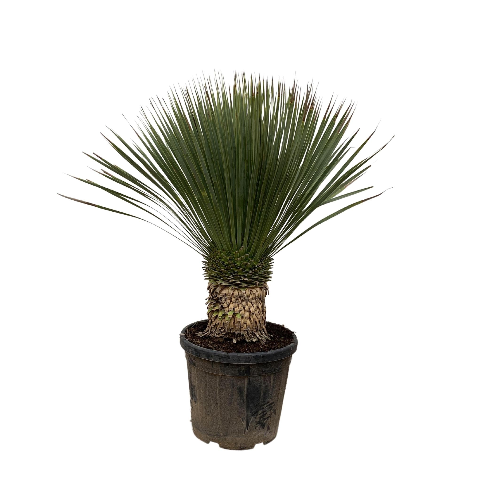 Yucca Rostrata - 120cm- Ø35