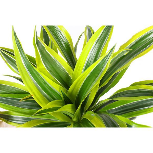 Dracaena Zitronenlimette Ø21cm - ↕65cm