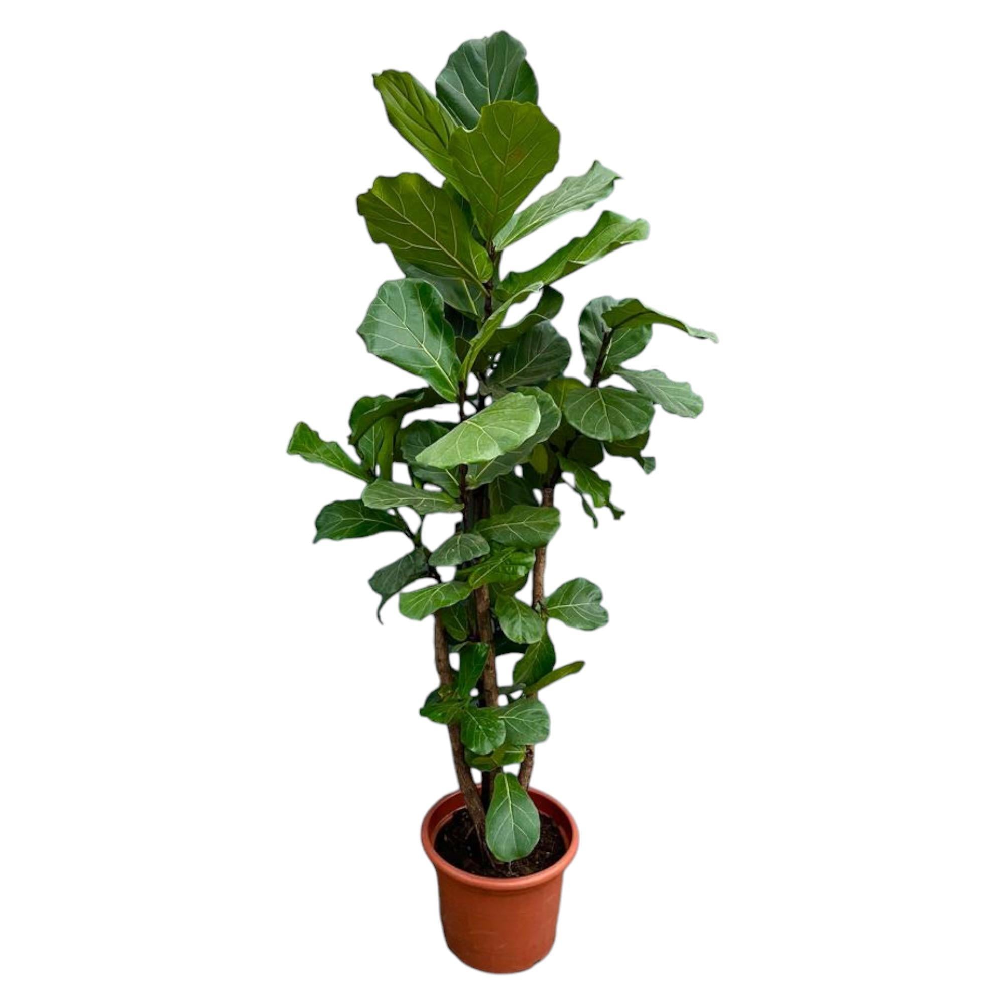 Ficus Lyrata verzweigt XXL - 230cm - ø40