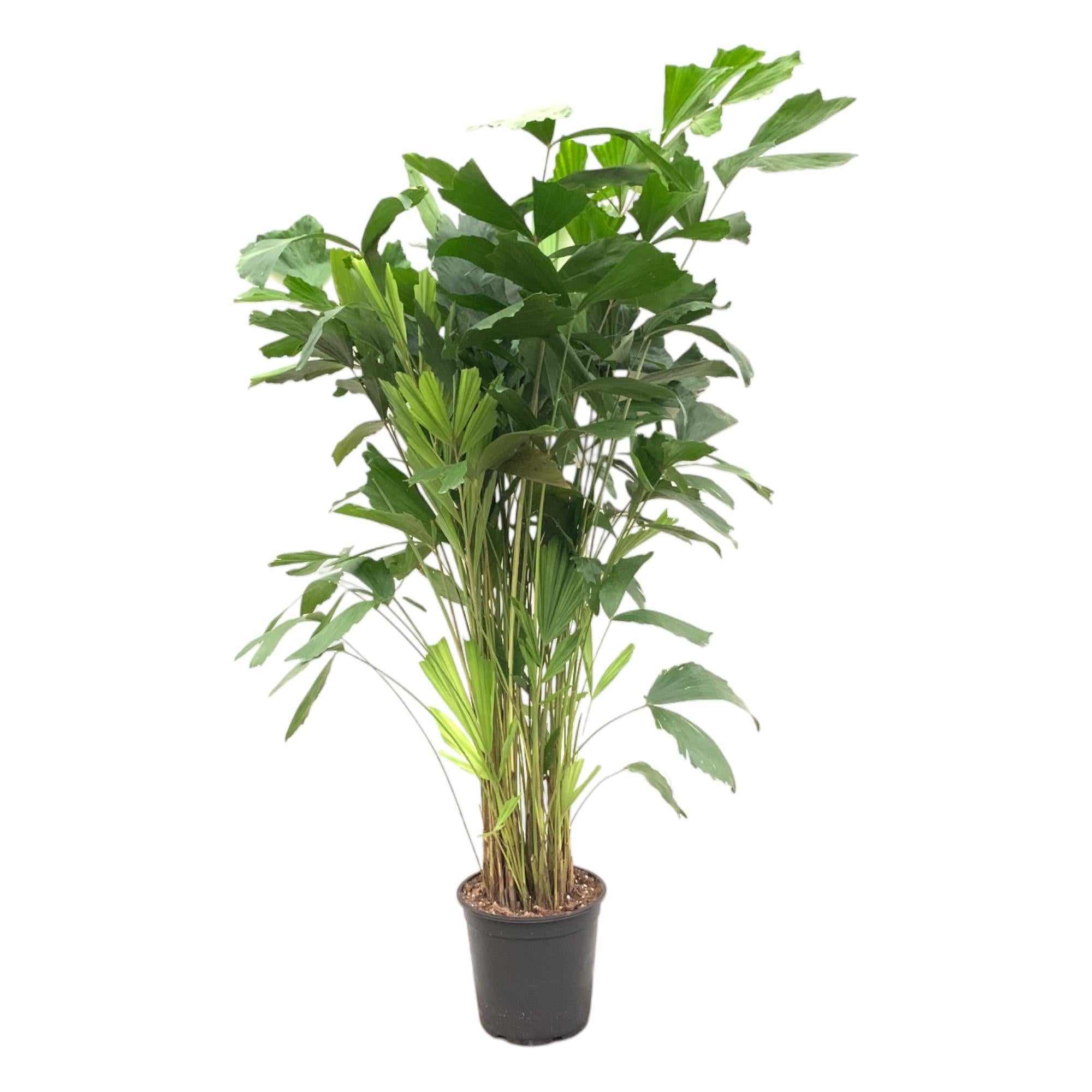 Caryota Mitis – 140 cm – ø24