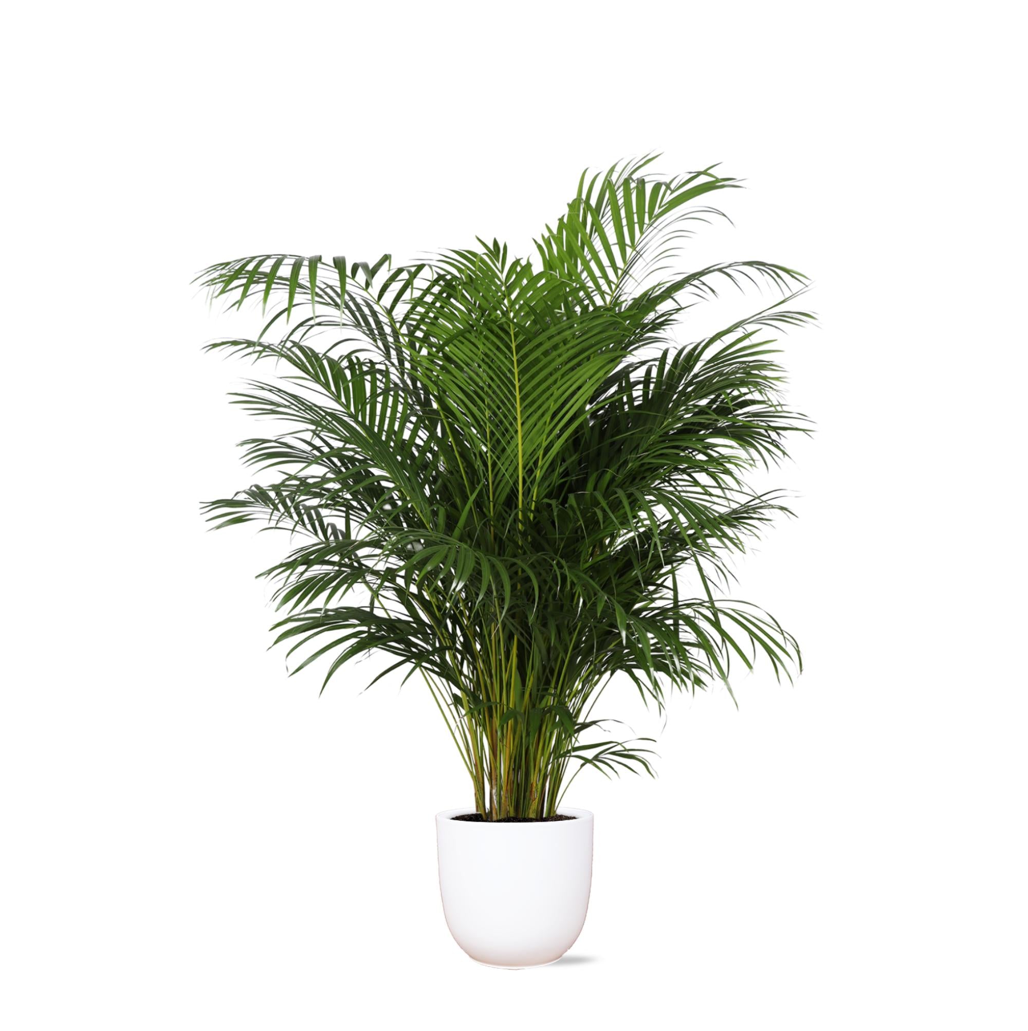 Dypsis Lutescens (Areca Palm) Ø27cm ↕160cm in Boule WHITE pot