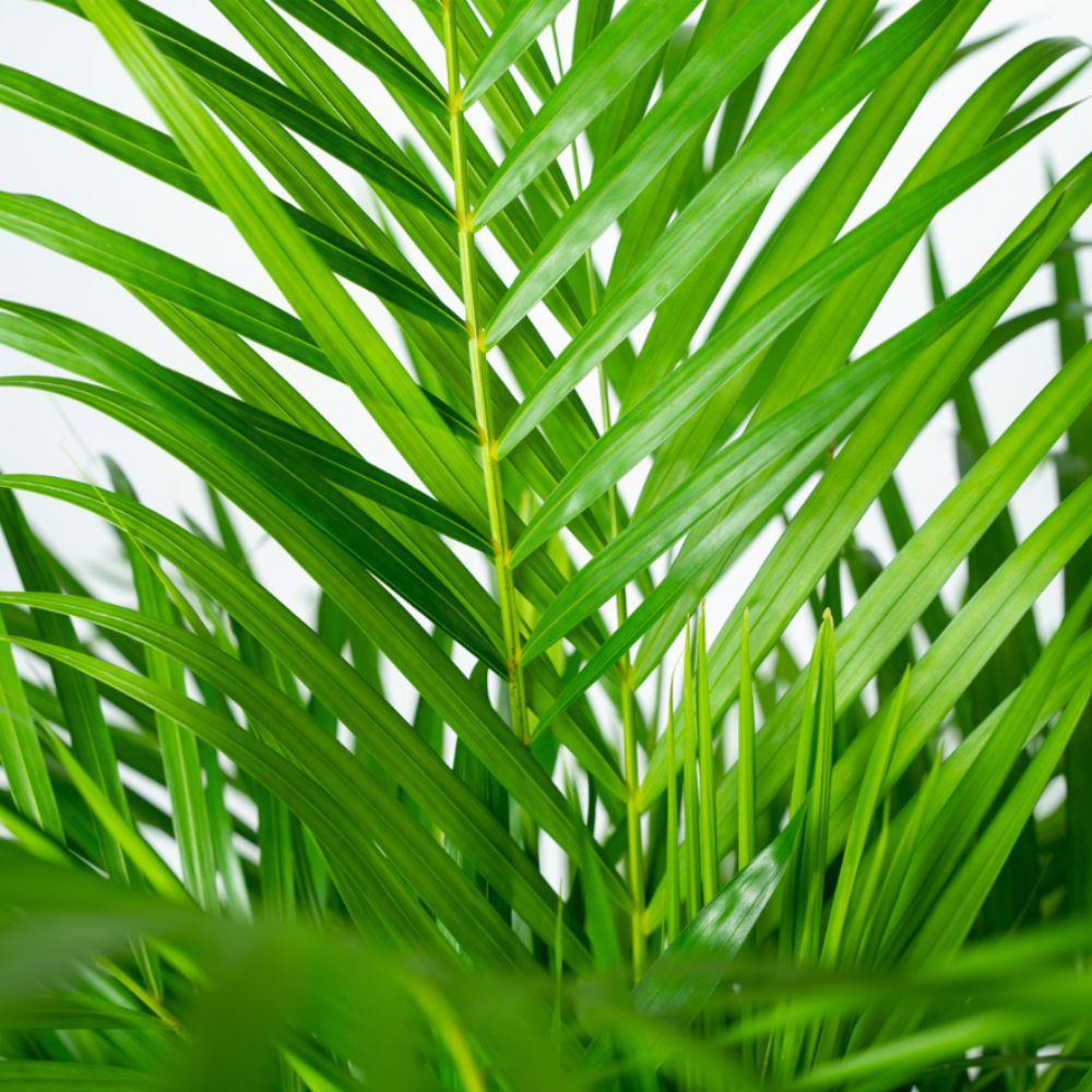 Areca palm with pot - ↨110cm - Ø21cm