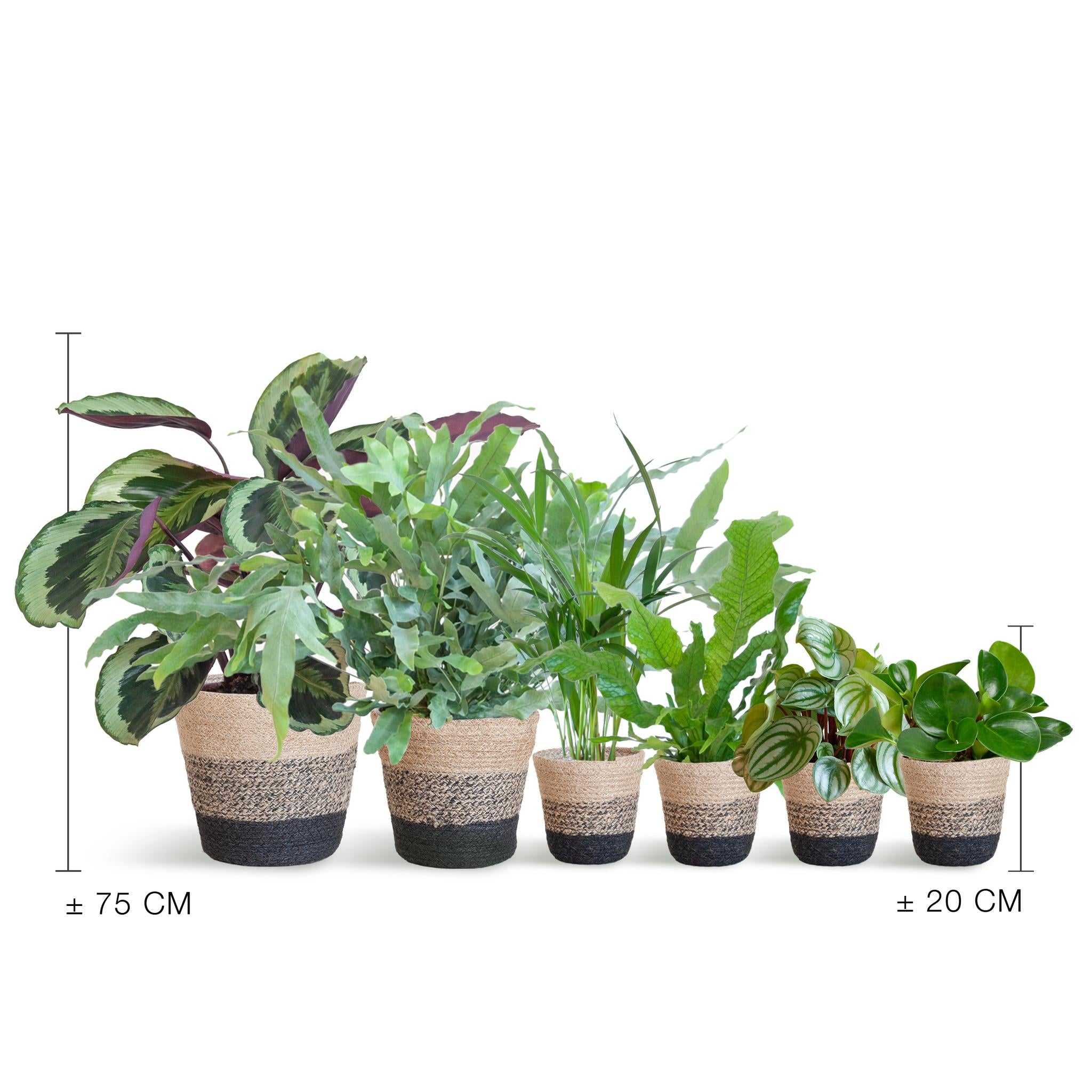 Animal-friendly plant set Large