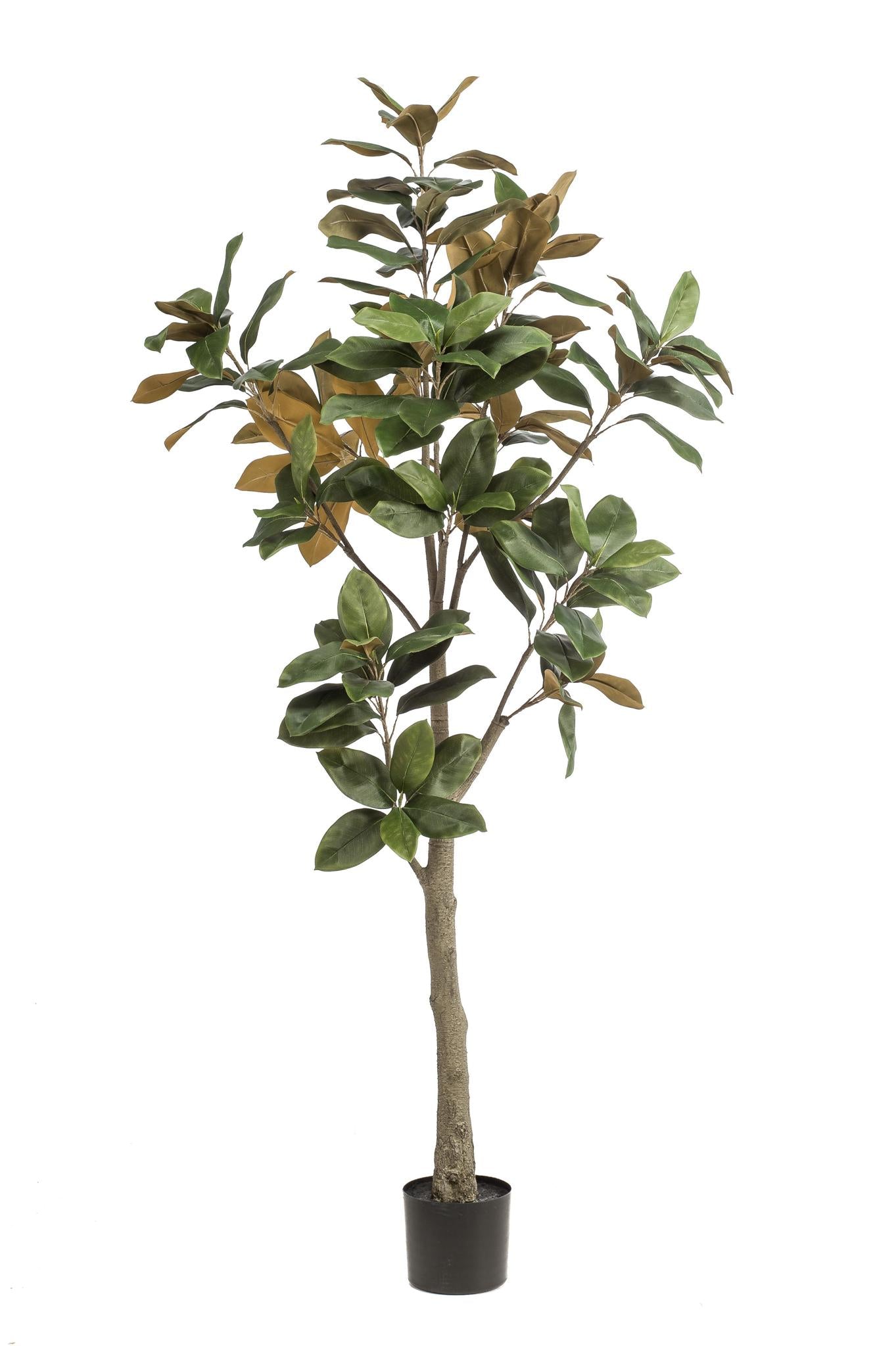 Artificial plant - 180 cm - Magnolia Grandiflora